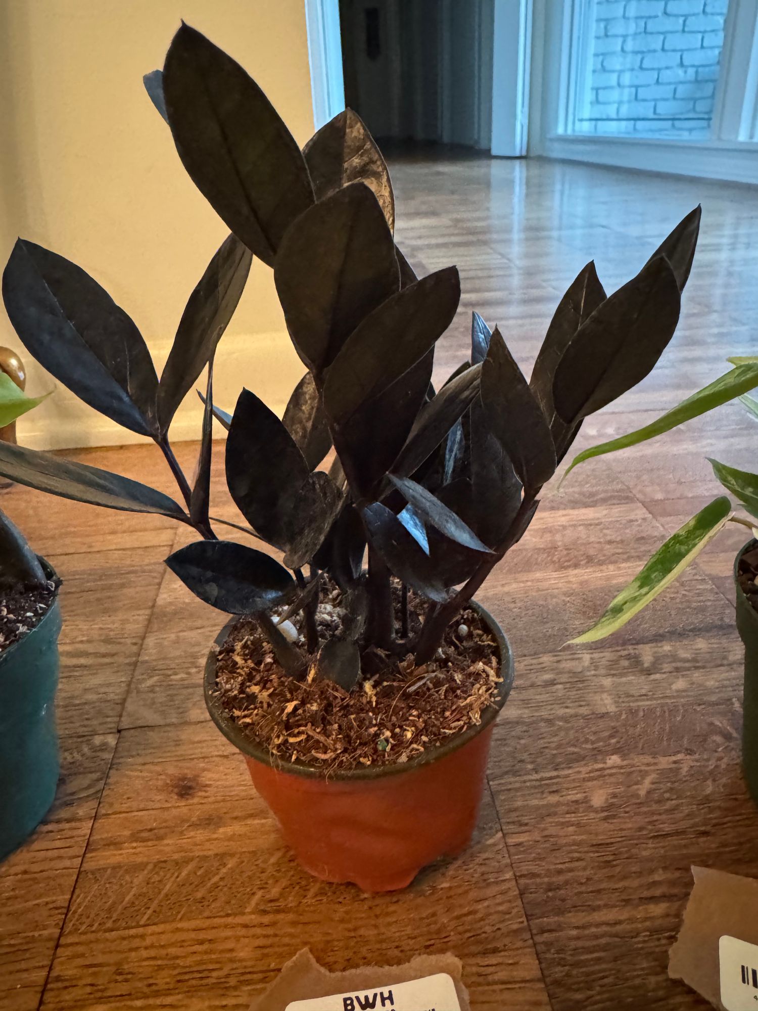 4" Zamioculcas Zamiifolia 'Black Queen'  BWH Plant Co