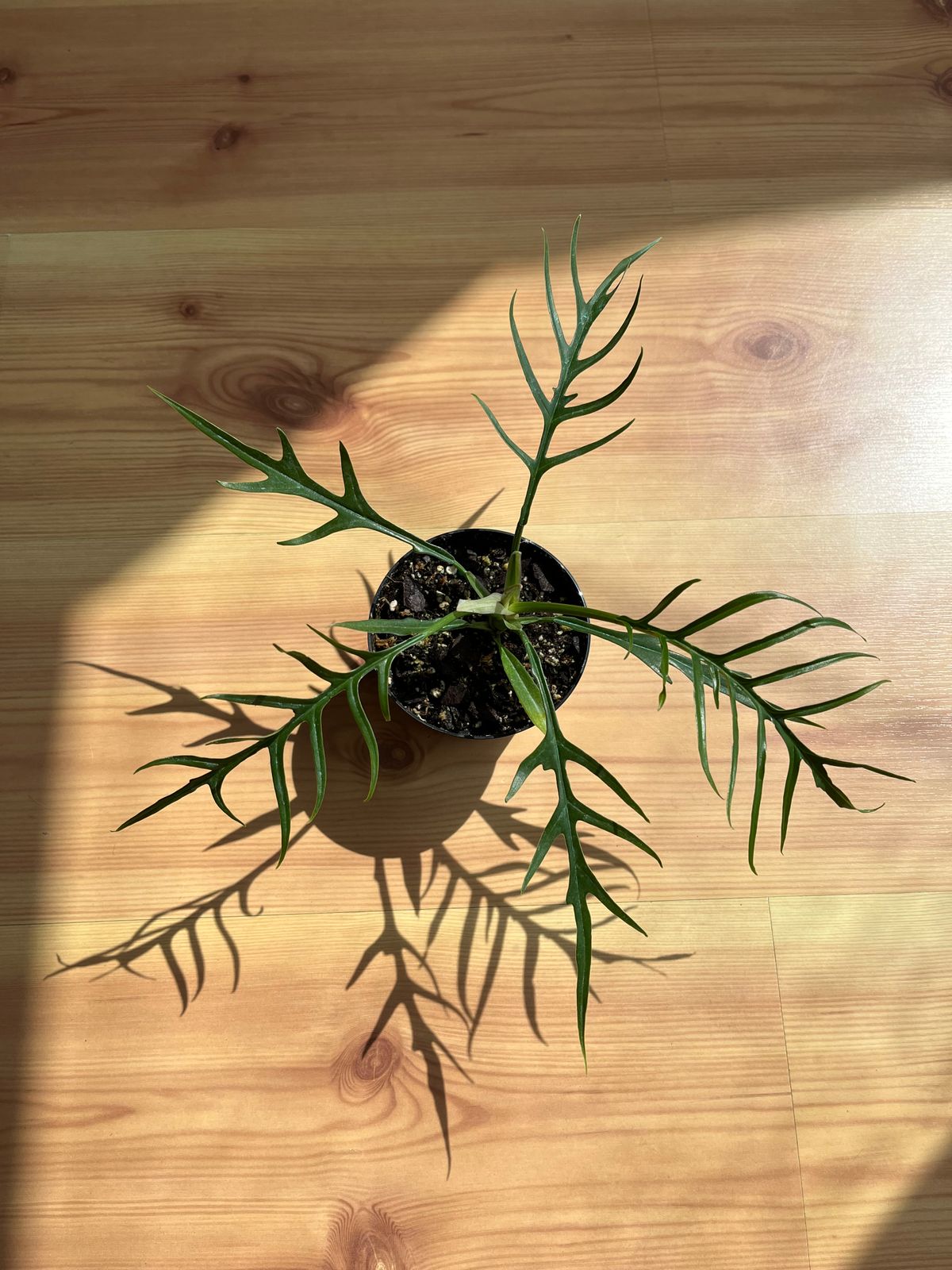 large fern planter Forest Fern XL 30
