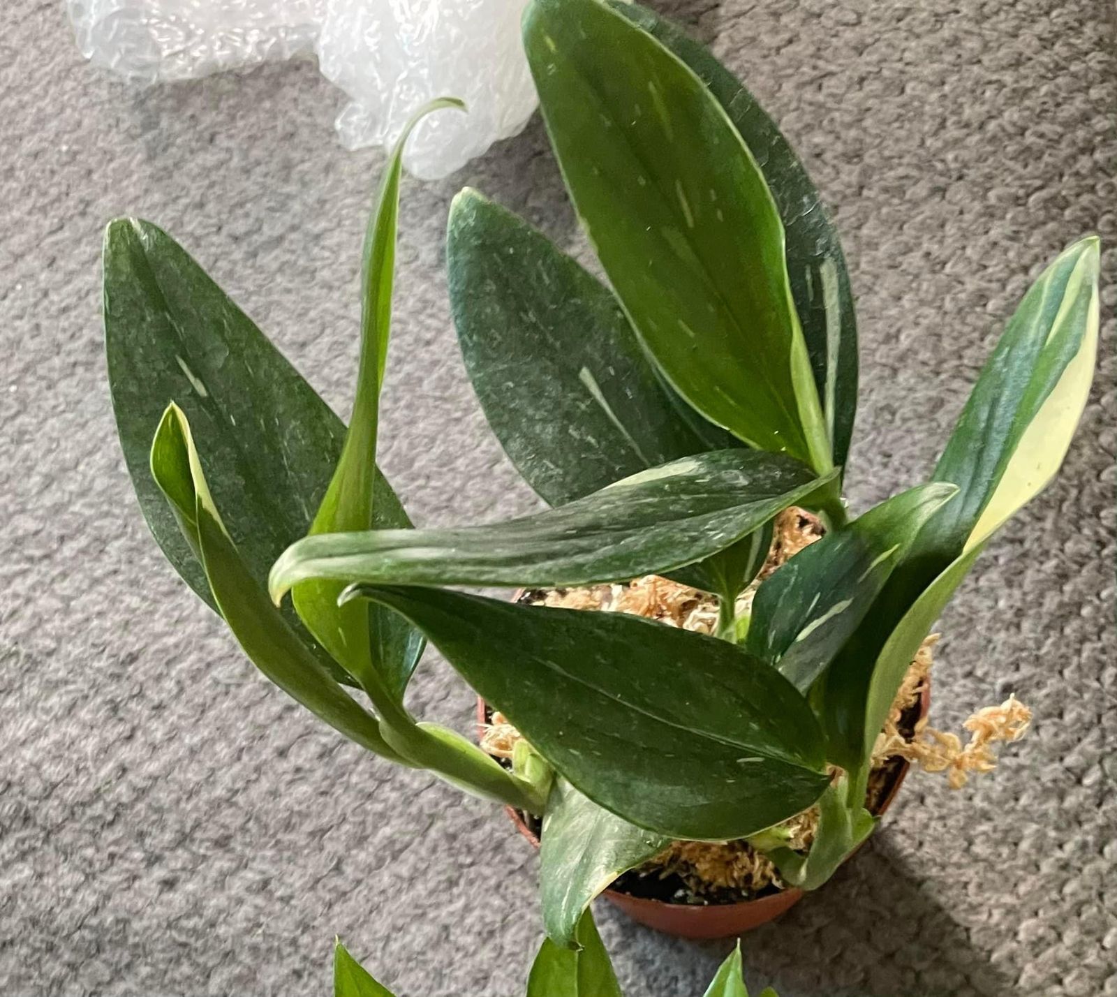 4" Monstera 'Standleyana' Variegated - BWH Plant Co.