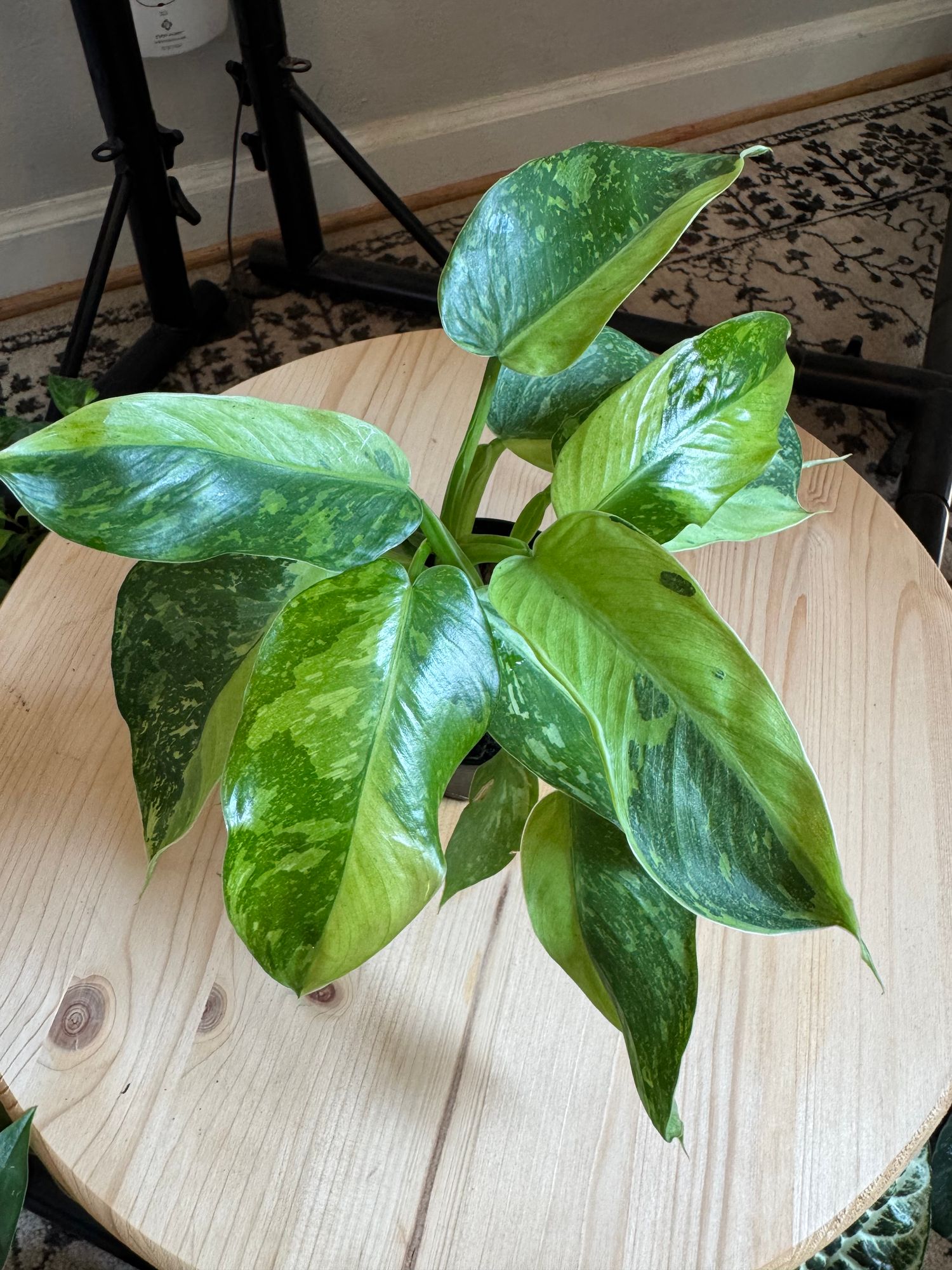 4" Philodendron 'Jose Buono Fiesta'  BWH Plant Co