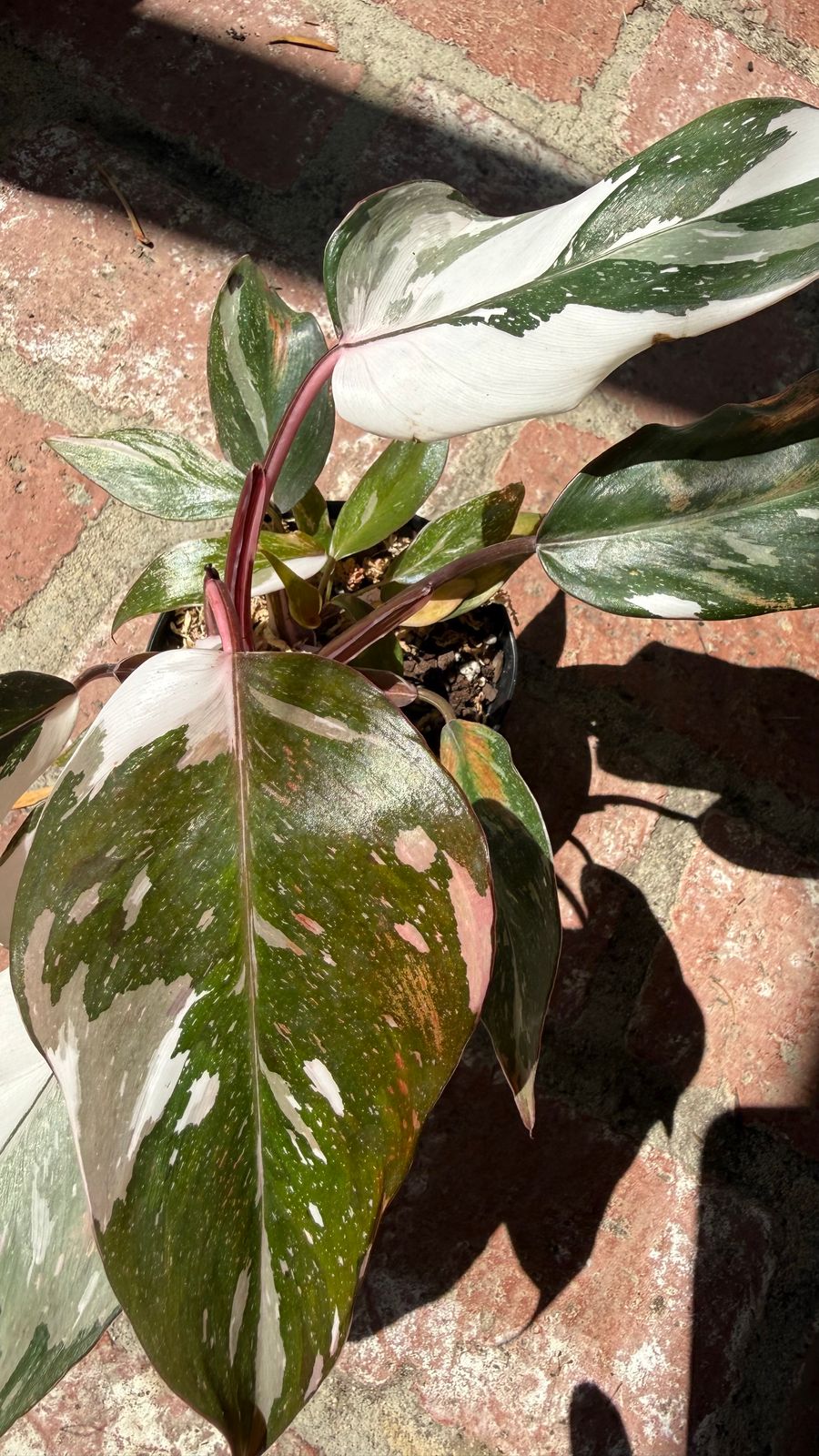 philodendron plowmanii variegata Philodendron mamei variegata mint