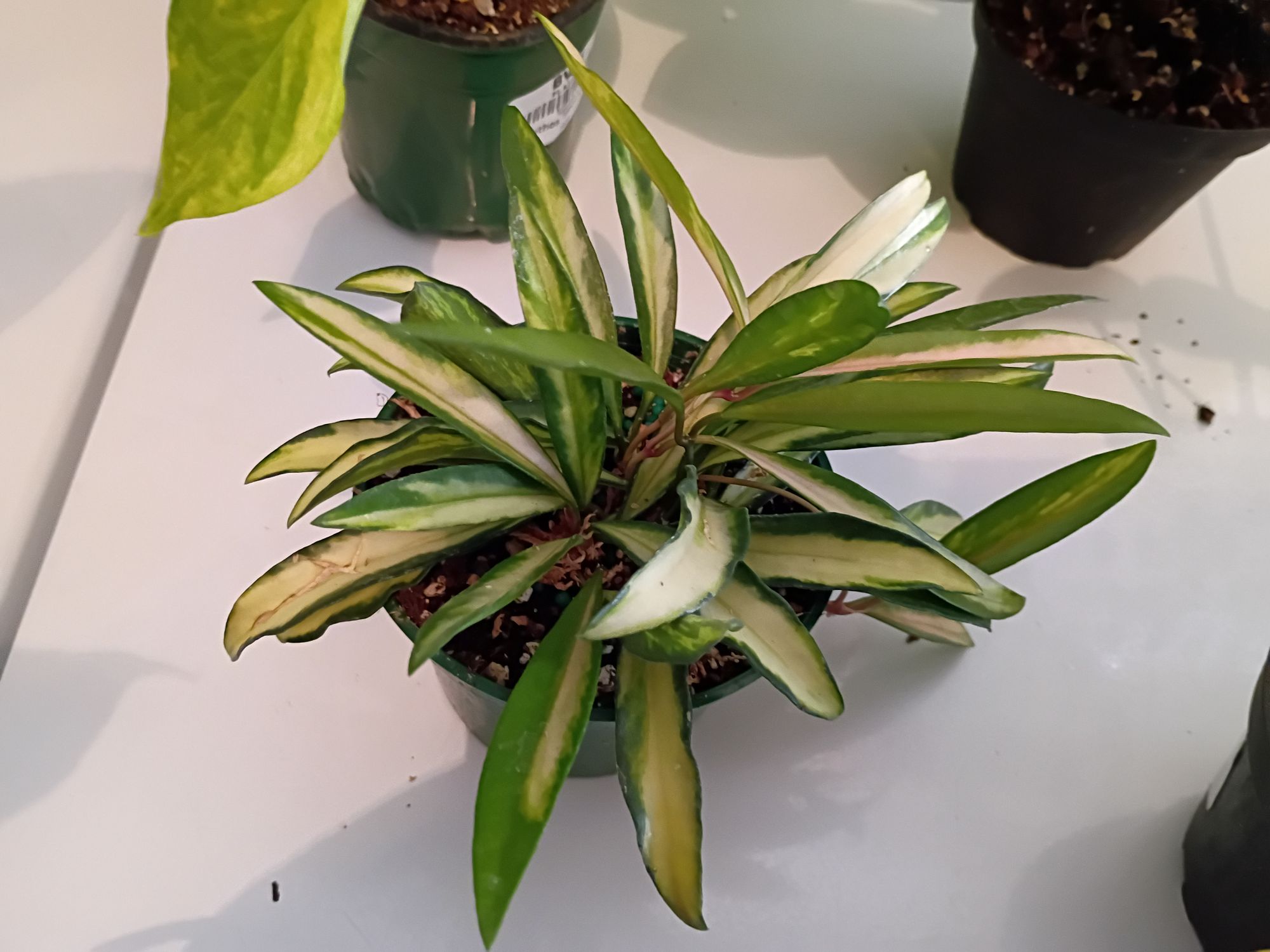 4" Hoya 'Kentiana' Variegated - BWH Plant Co.