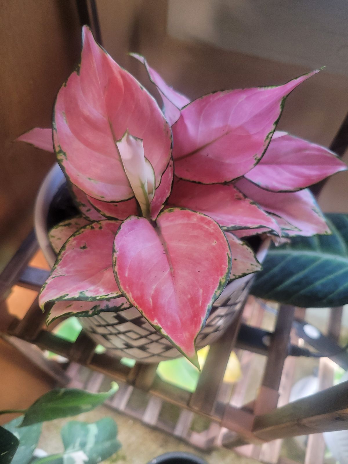 4" Aglaonema 'Pink Valentine'  BWH Plant Co