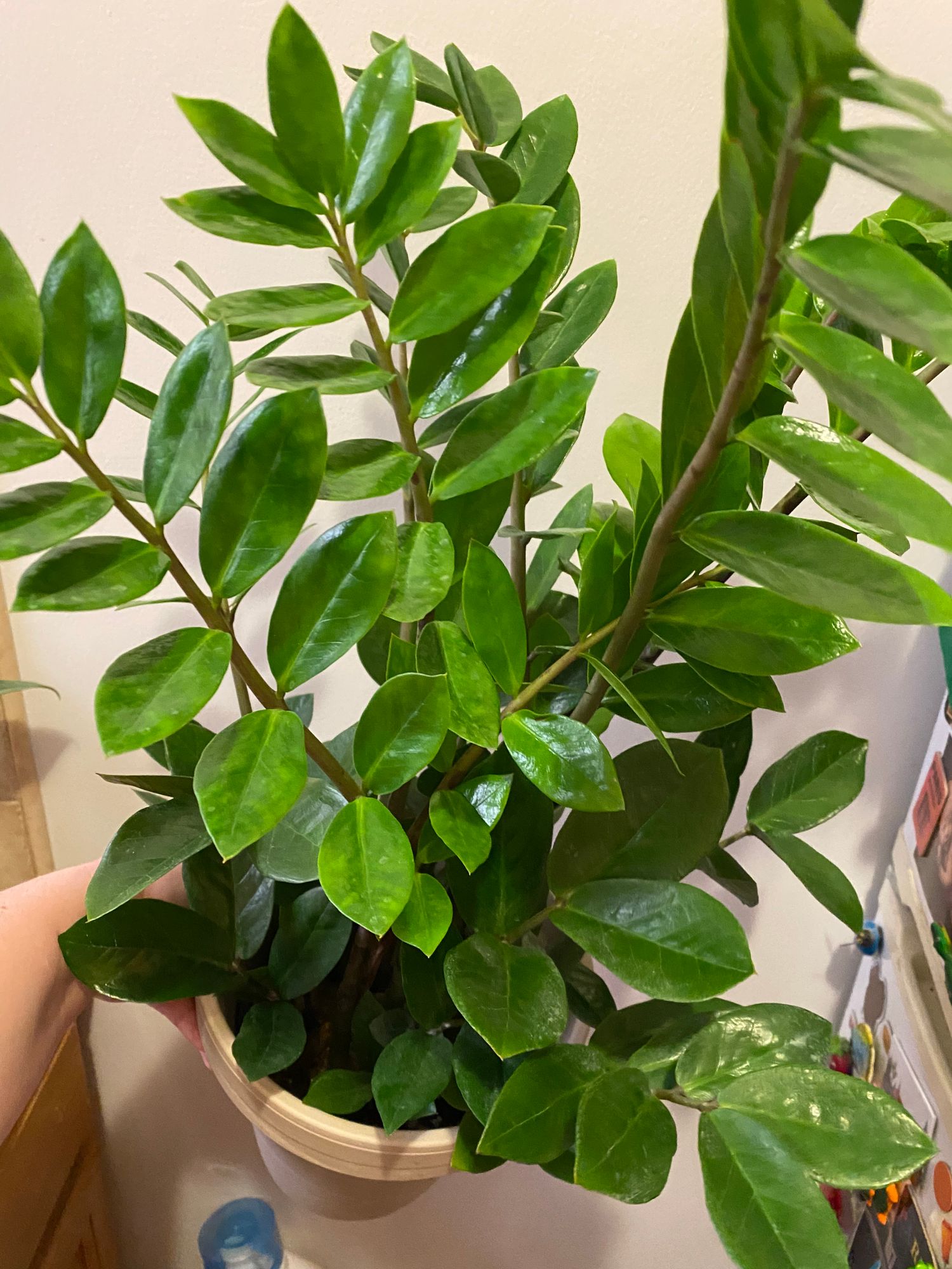 6" Zamioculcas Zamiifolia 'ZZ Plant' - BWH Plant Co.