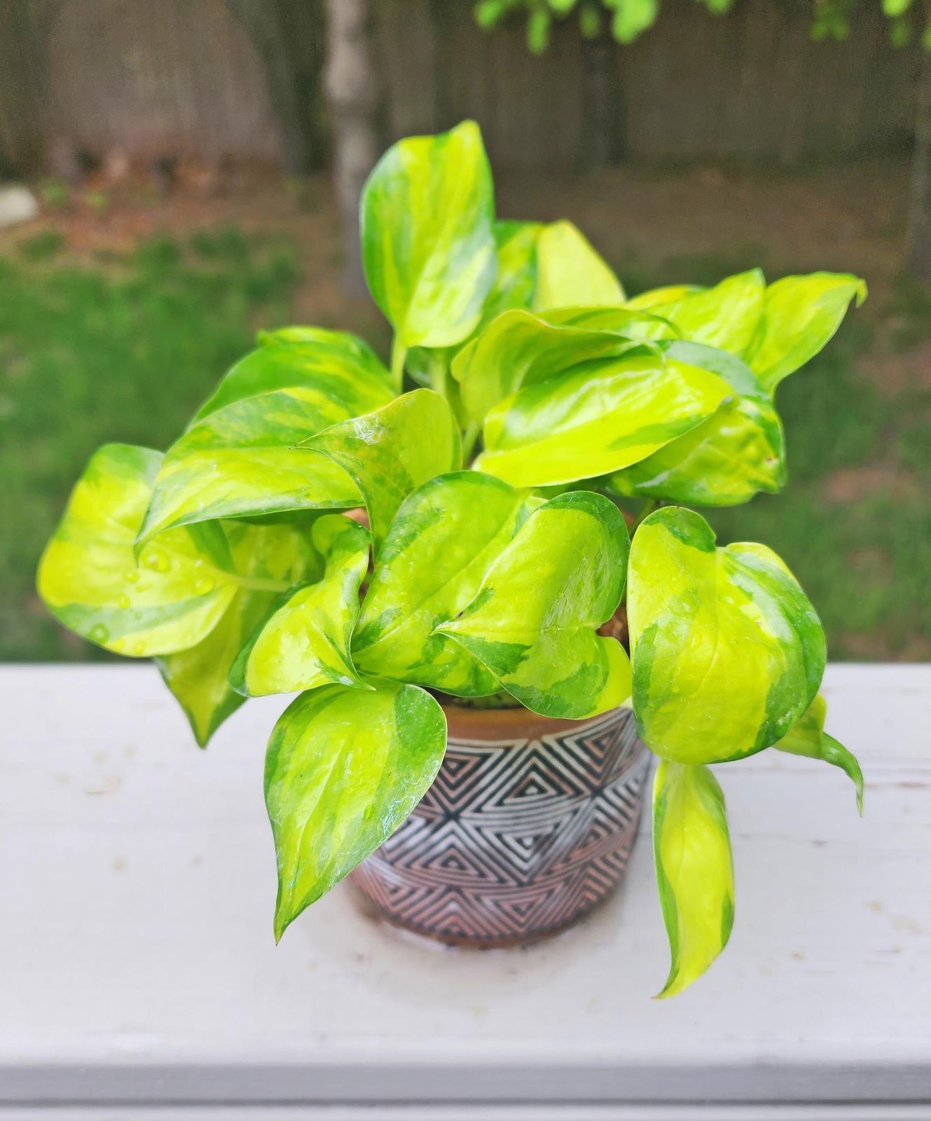 snake plant Snake Plant – Fragrance Plants and Flowers main image 0