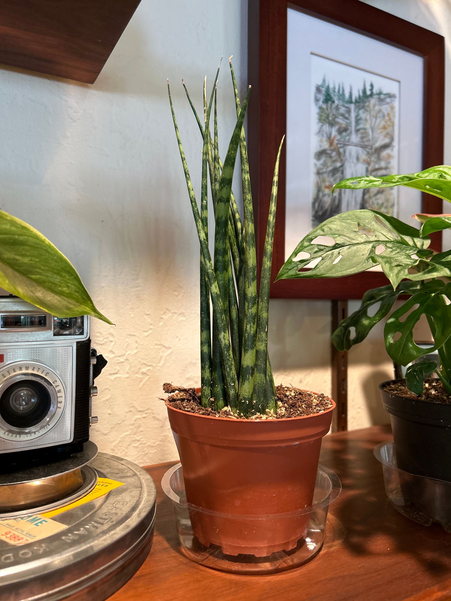 sansevieria moonshine xxl Sansevieria trifasciata ' Moonshine ' for Sale main image 0