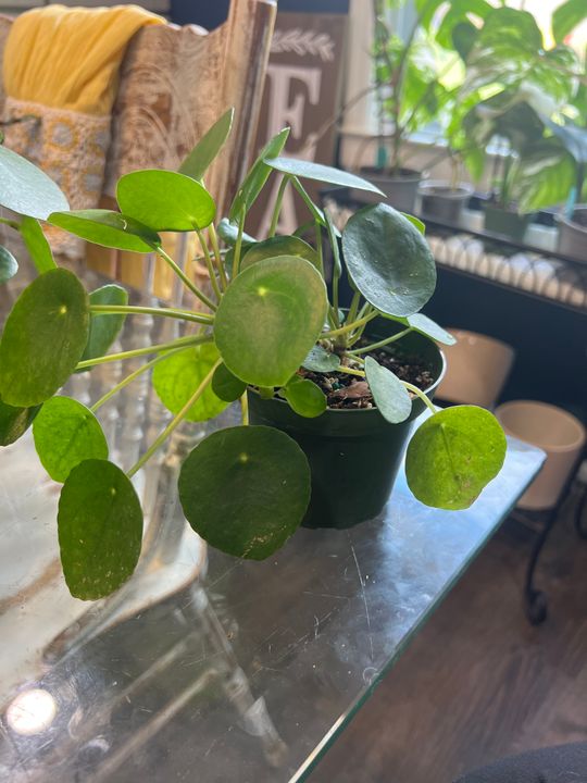 money tree plant for sale Money Tree main image 1