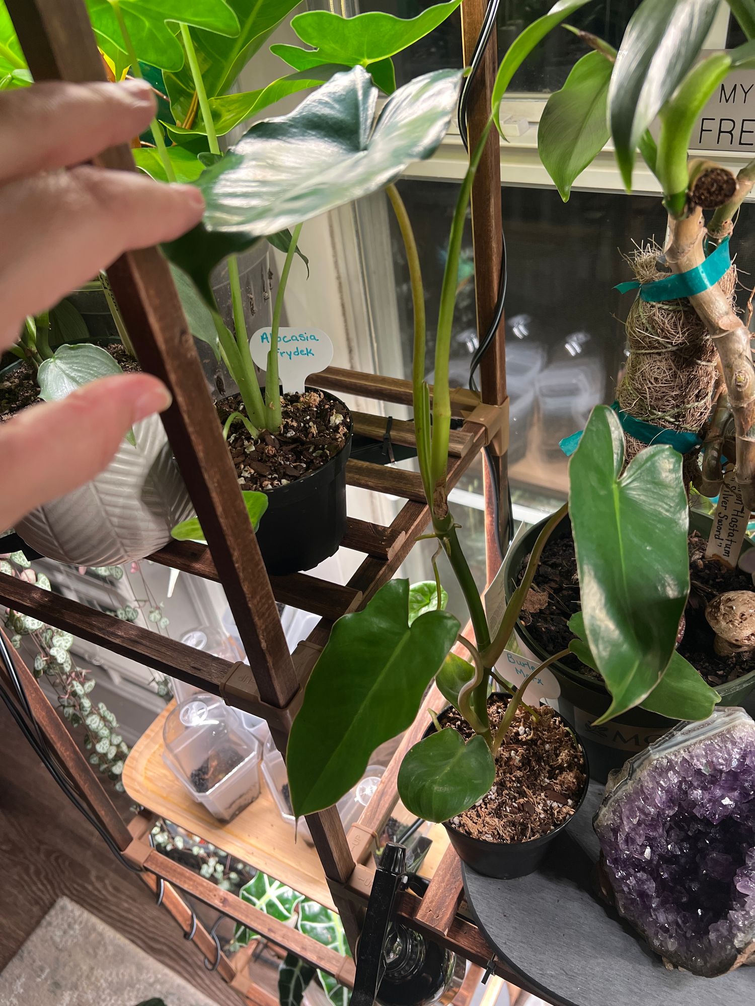 4" Philodendron 'Burle Marx'  BWH Plant Co