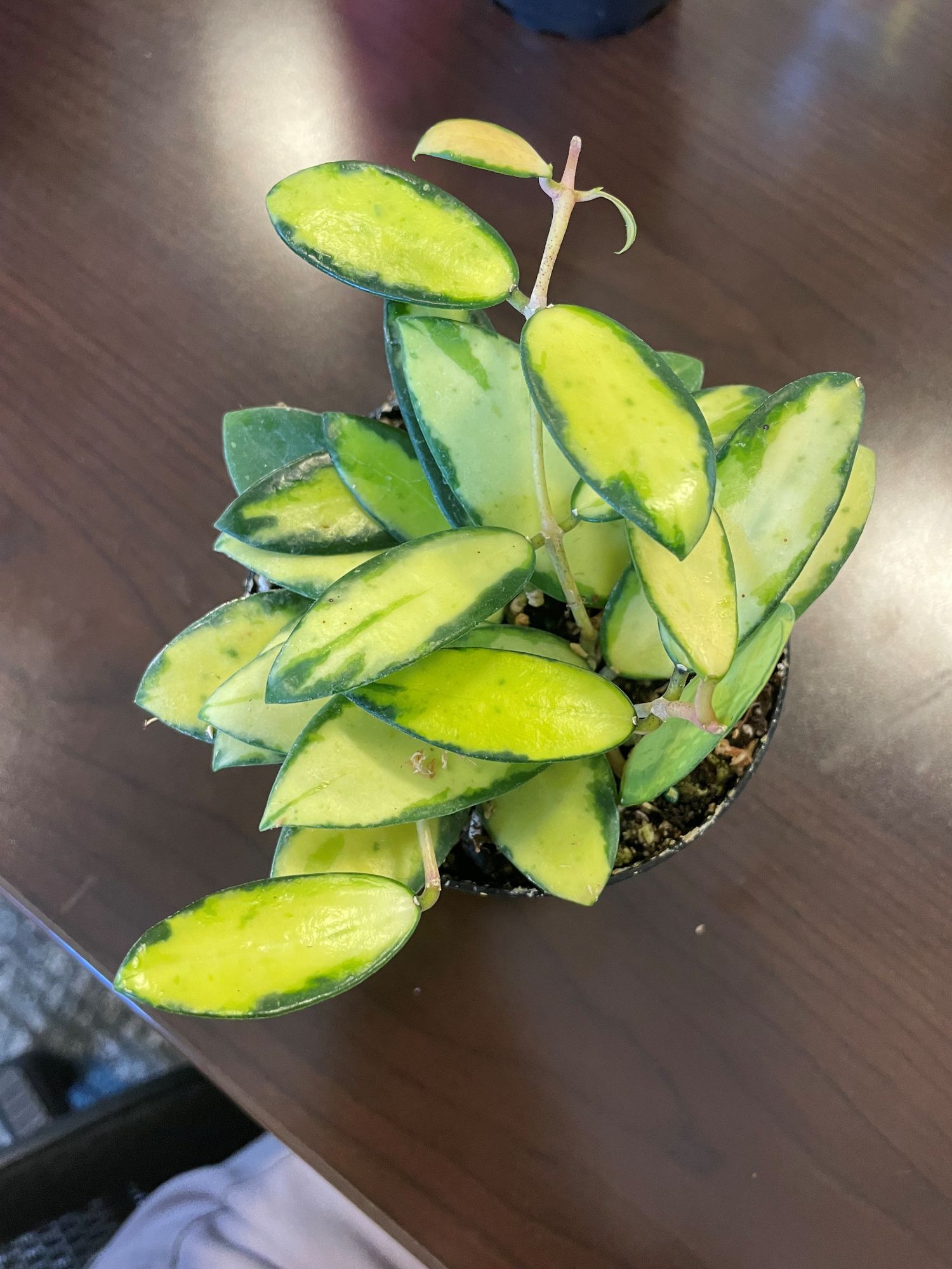 4" Hoya 'Acuta' Variegated  BWH Plant Co