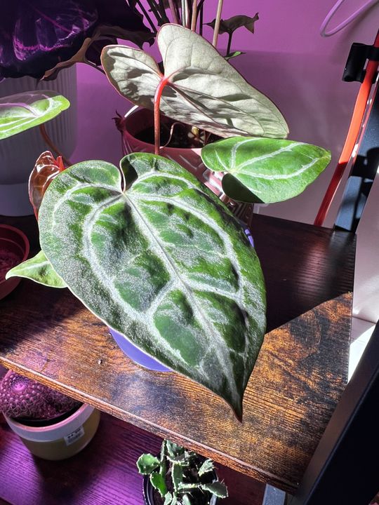 4" Anthurium 'Crystallinum x Unknown'  BWH Plant Co