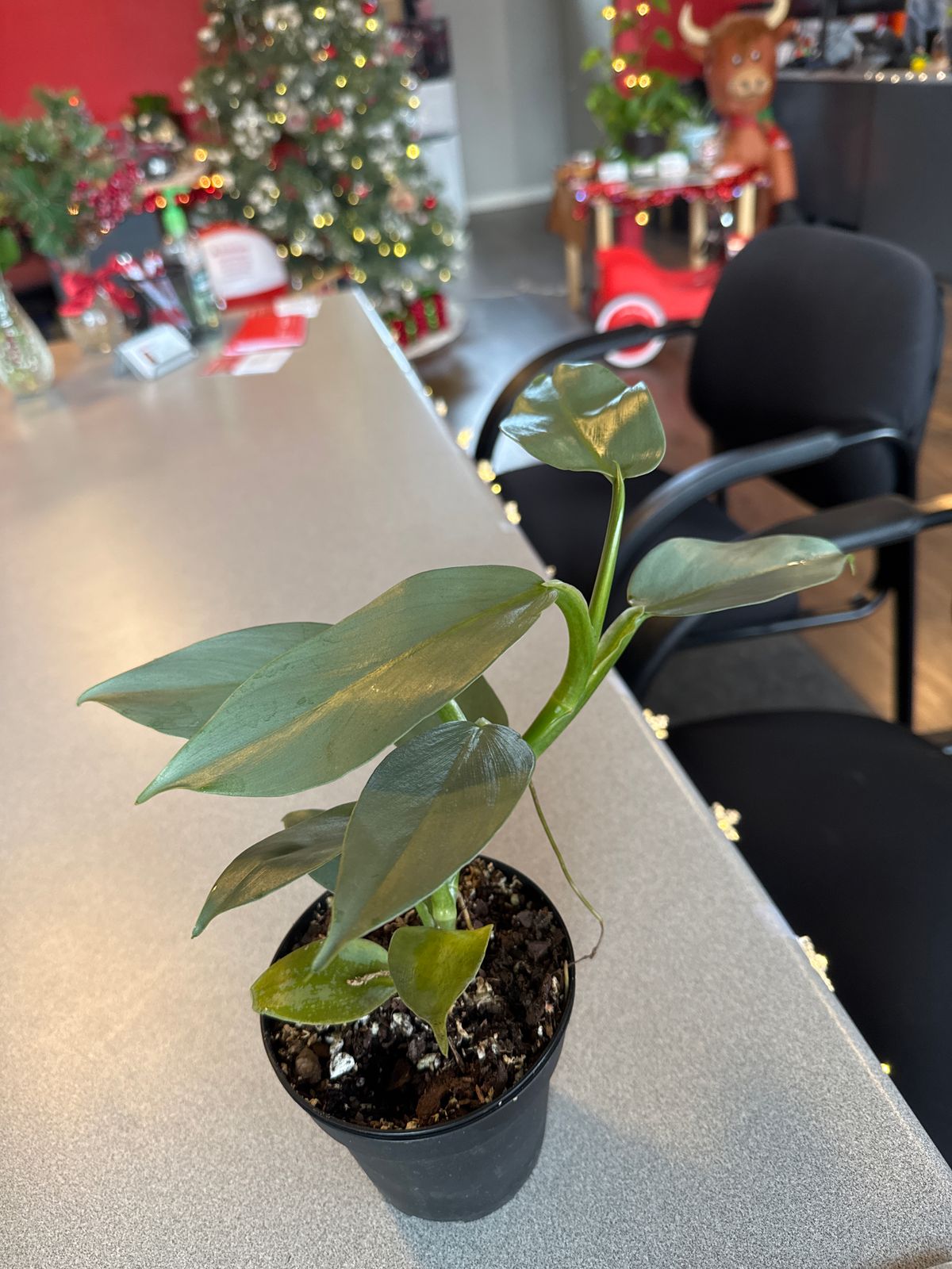 4" Philodendron 'Silver Sword' - BWH Plant Co.