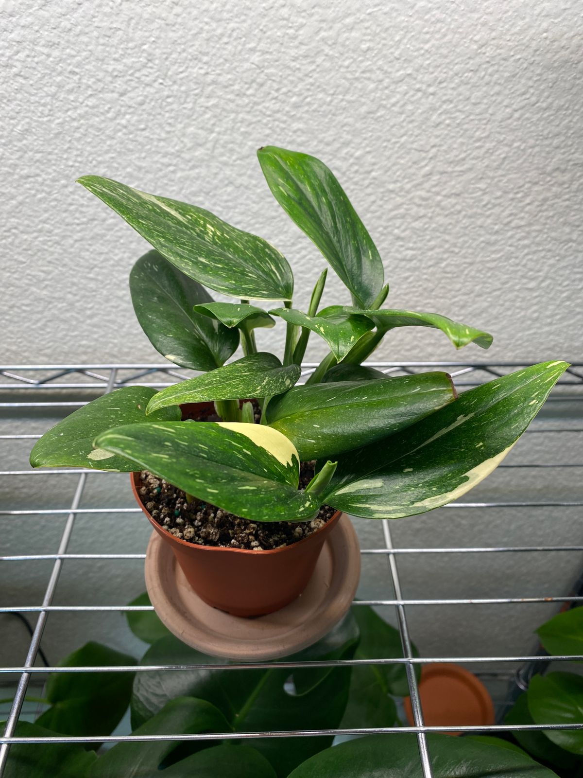 4" Monstera 'Standleyana' Variegated - BWH Plant Co.