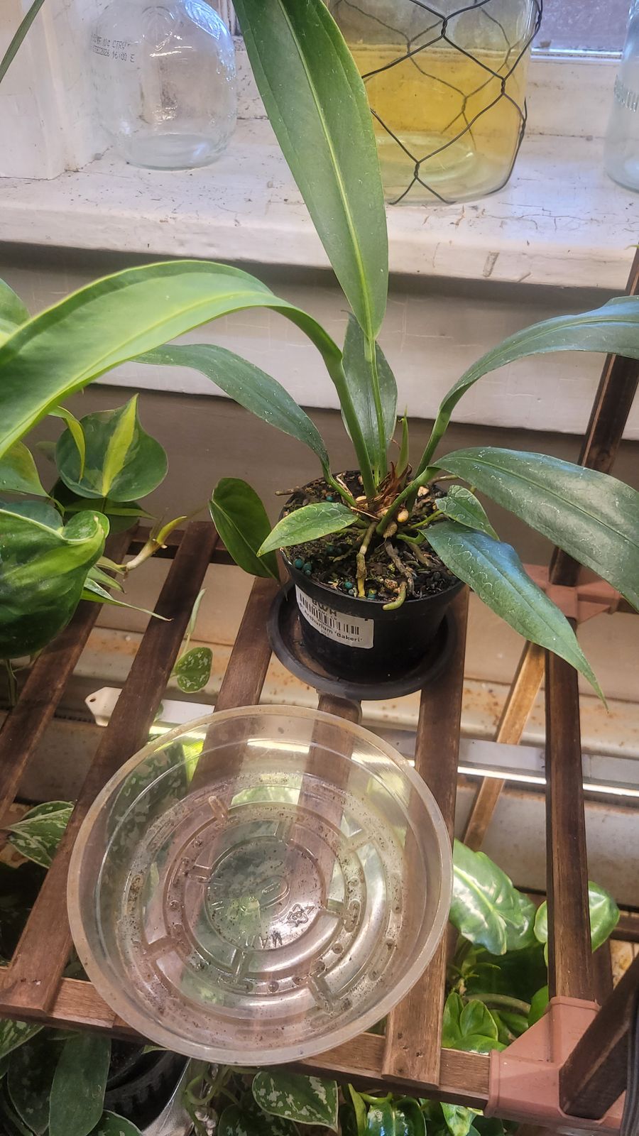 4" Anthurium 'Bakeri'  BWH Plant Co