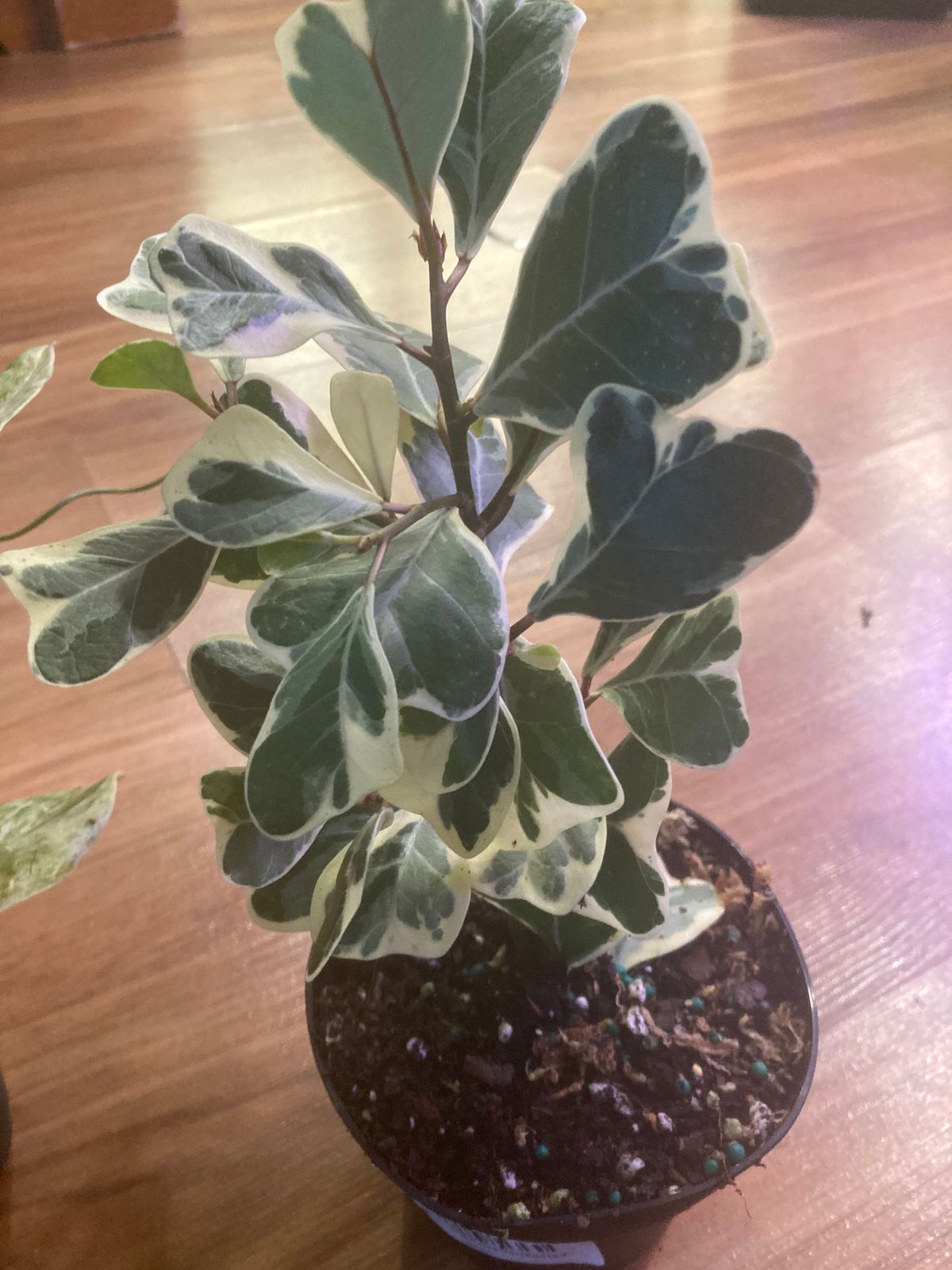 6" Ficus Triangularis Variegated  BWH Plant Co