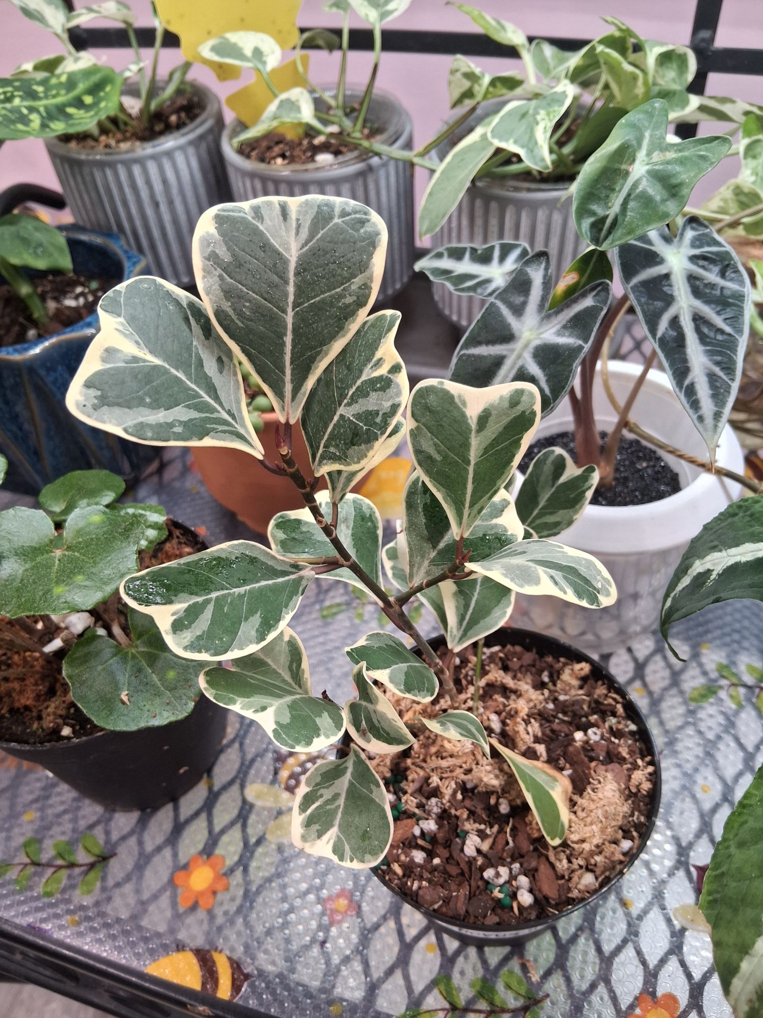 4" Ficus Triangularis Variegated  BWH Plant Co