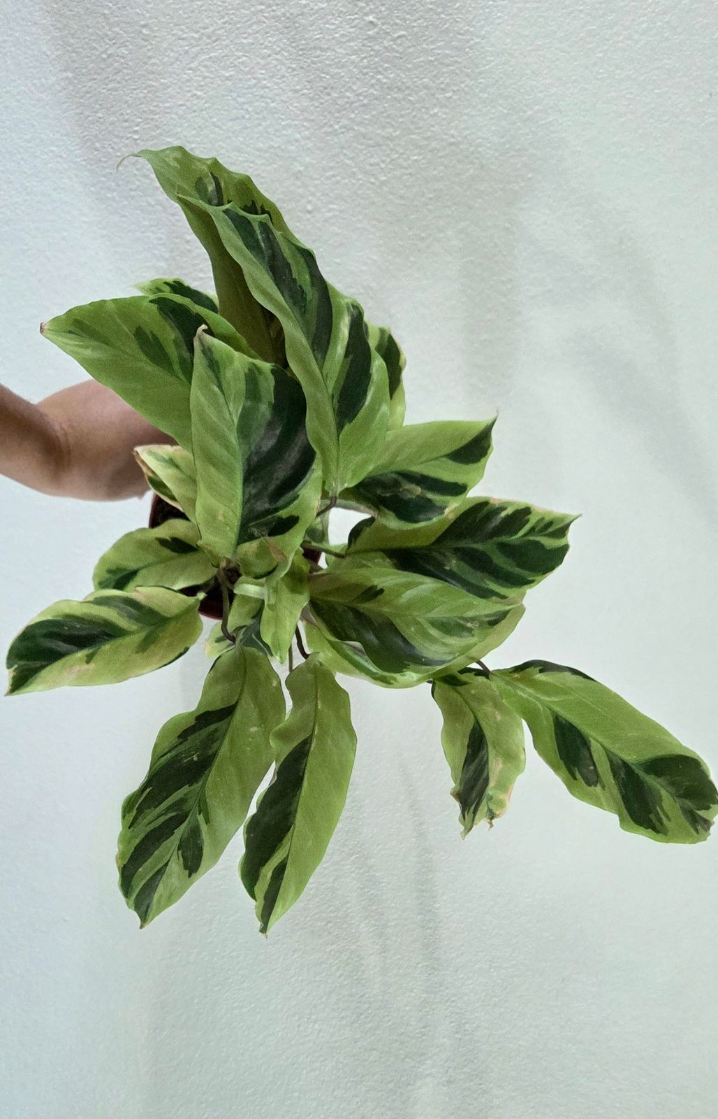 4" Calathea 'Yellow Fusion'  BWH Plant Co