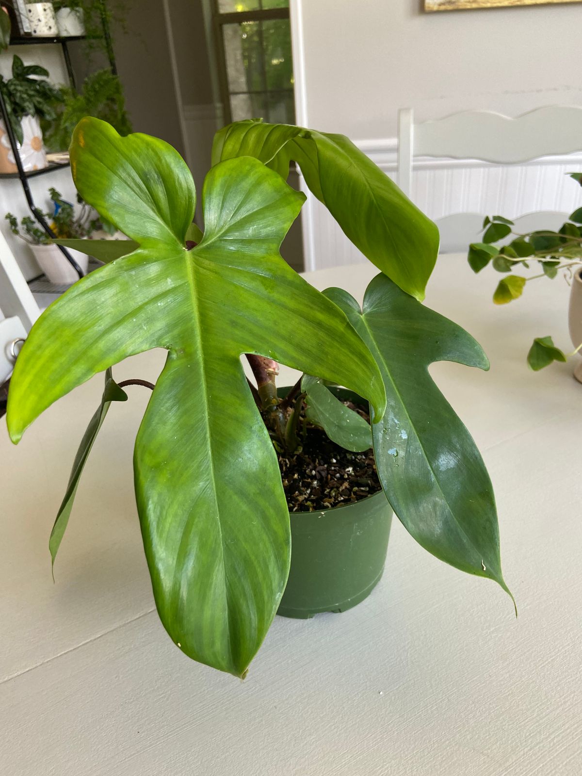 6" Philodendron 'Florida'  BWH Plant Co