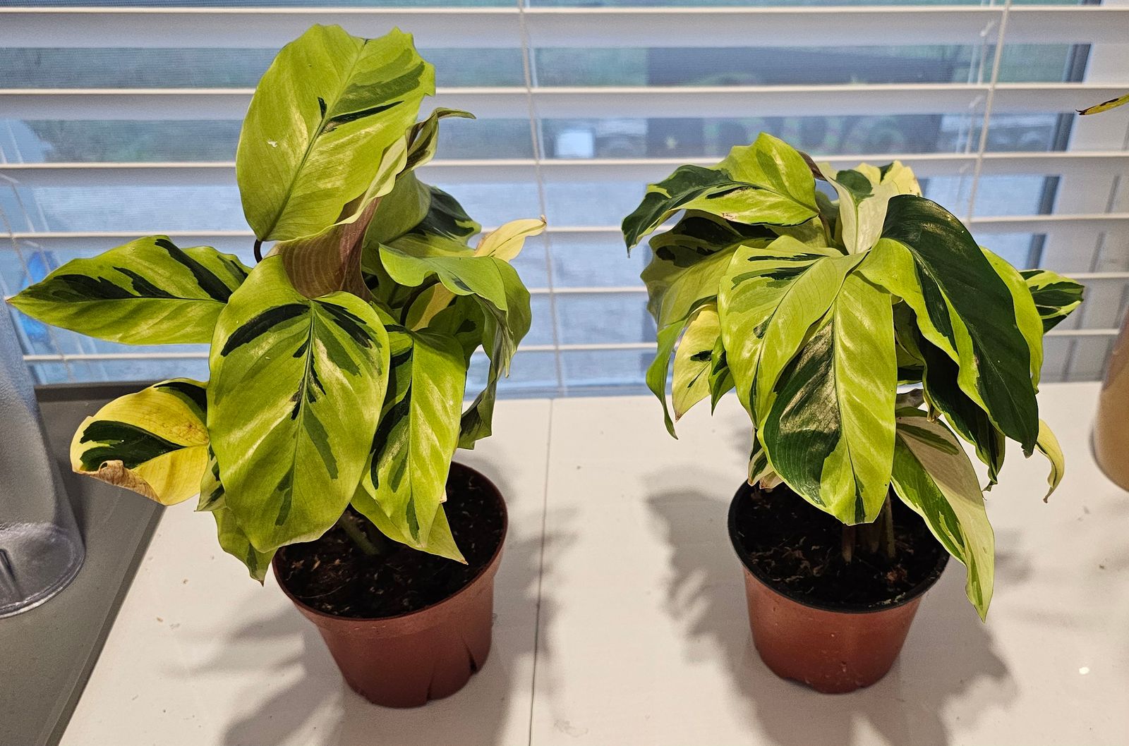 4" Calathea 'Yellow Fusion'  BWH Plant Co