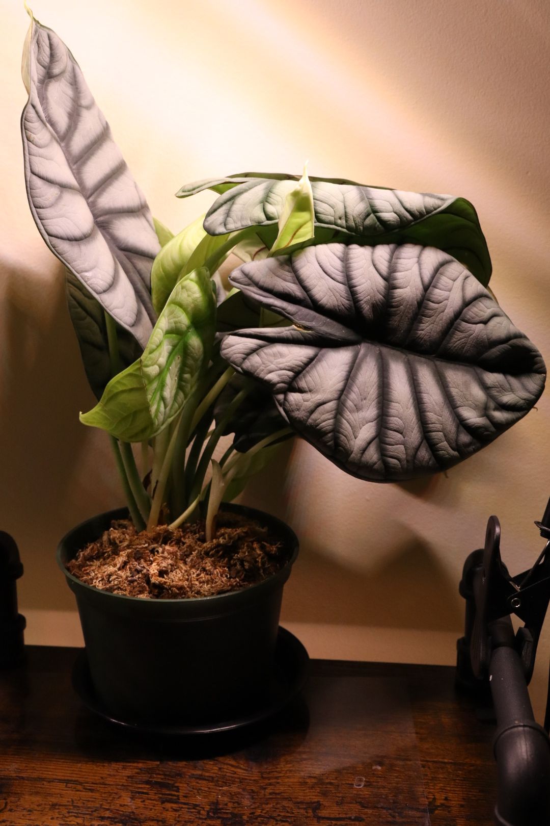 6" Alocasia 'Silver Dragon'  BWH Plant Co