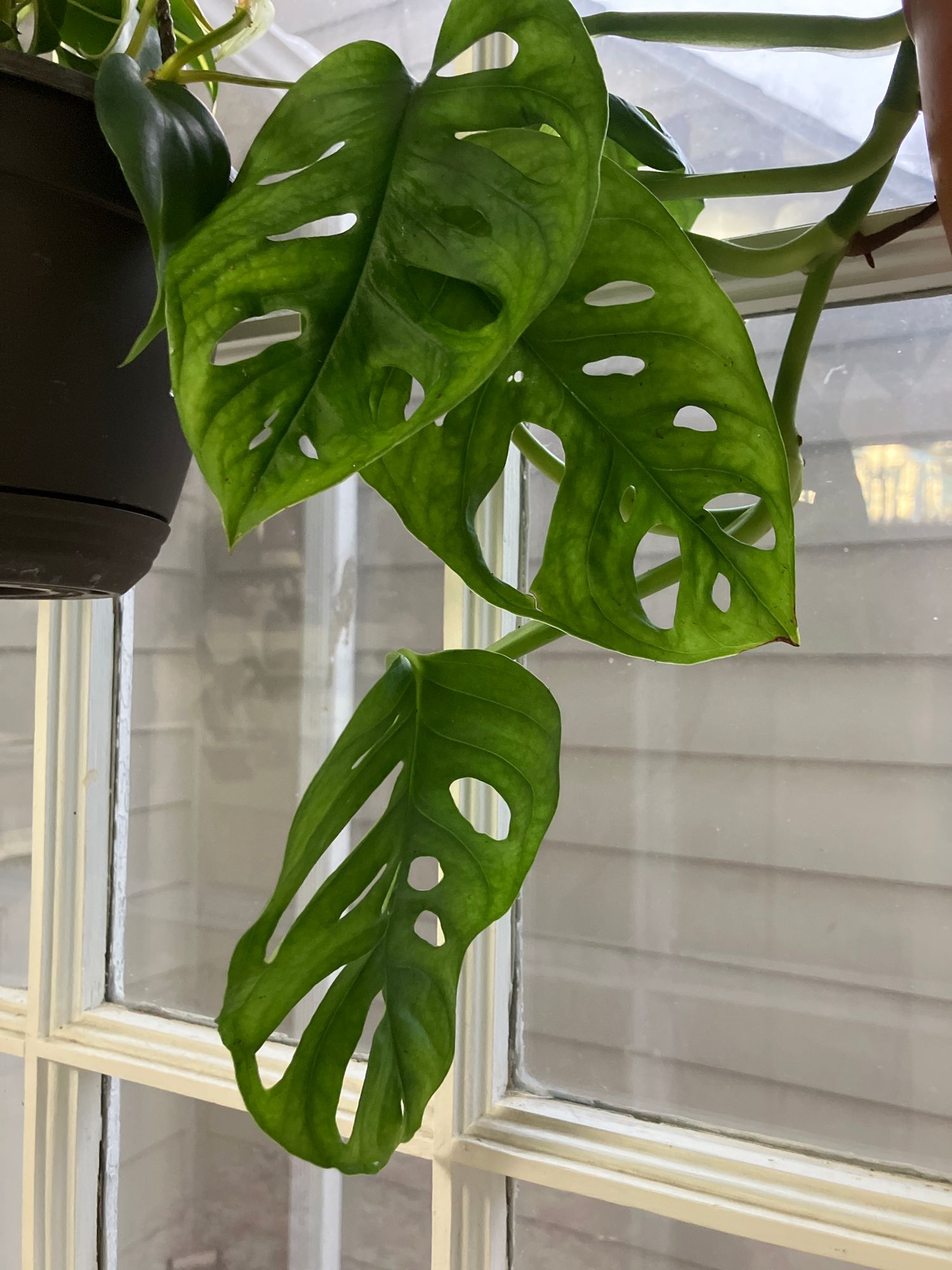 6" Monstera Adansonii 'Swiss Cheese' Wide Form (Hanging Basket)
