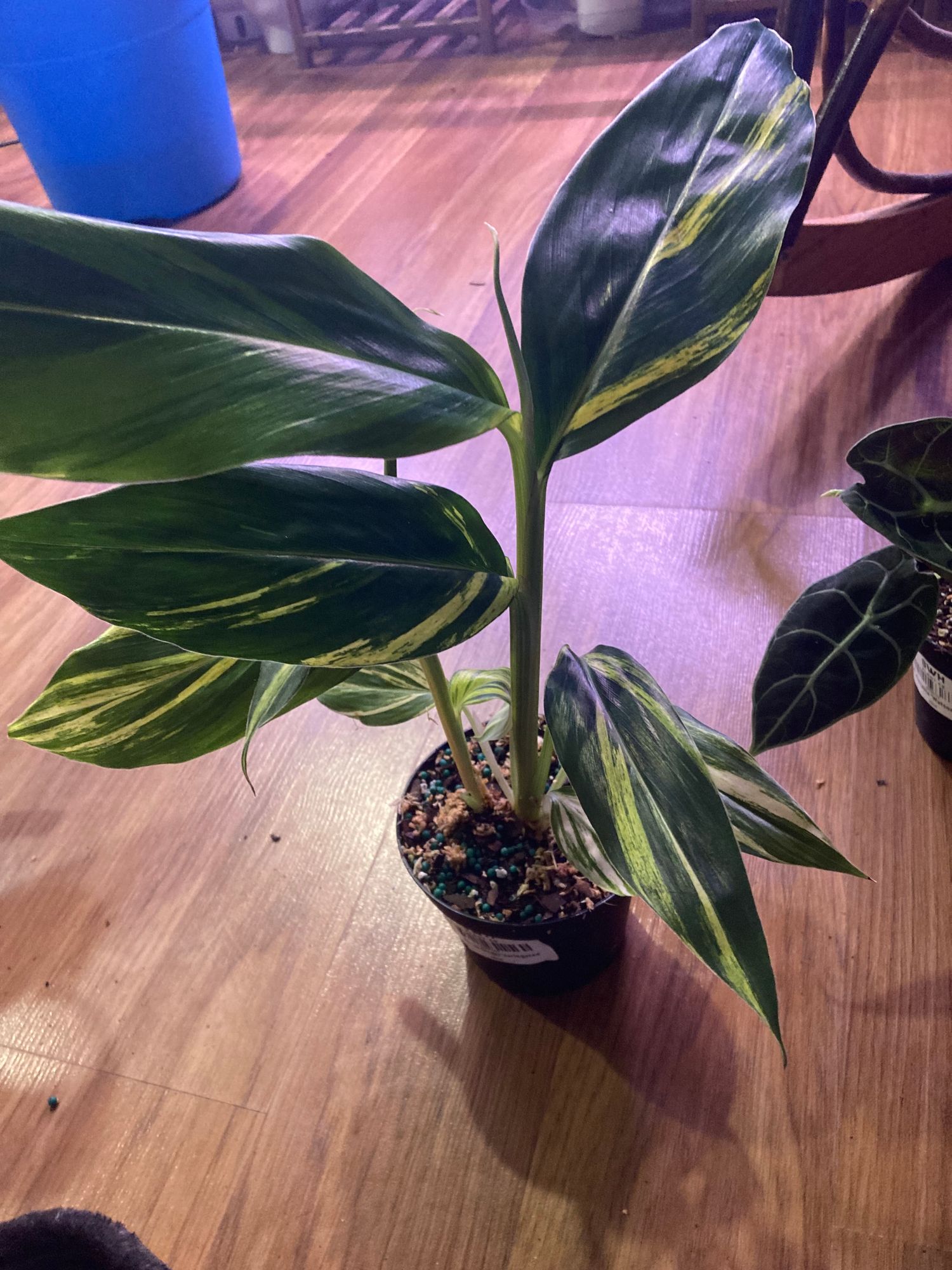 4" Alpinia Ginger Variegated  BWH Plant Co