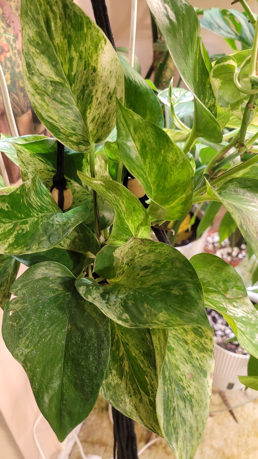 zz plant variegated Variegated ZZ Plant Sticker – Mari's Gardens main image 0