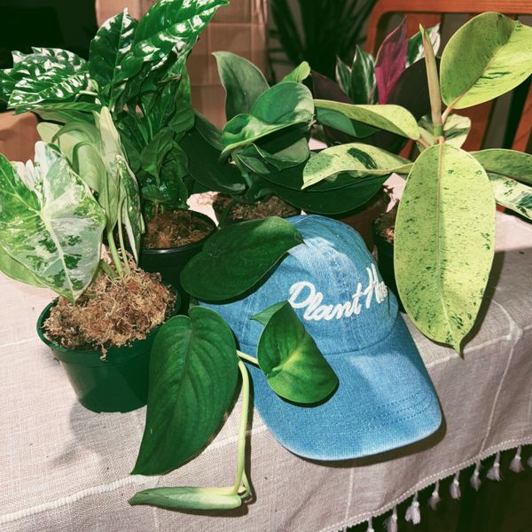 buy aloe vera plant Aloe Vera main image 0