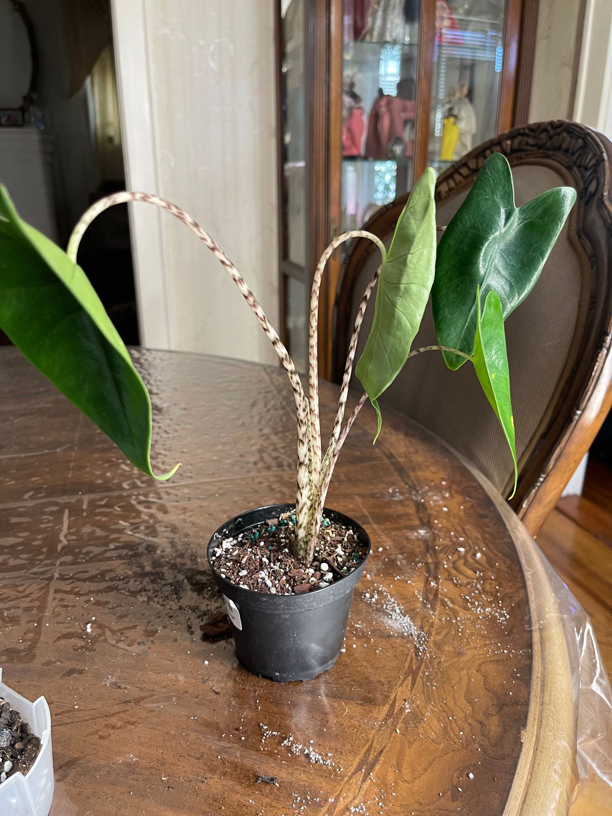 4" Alocasia 'Zebrina' - BWH Plant Co.