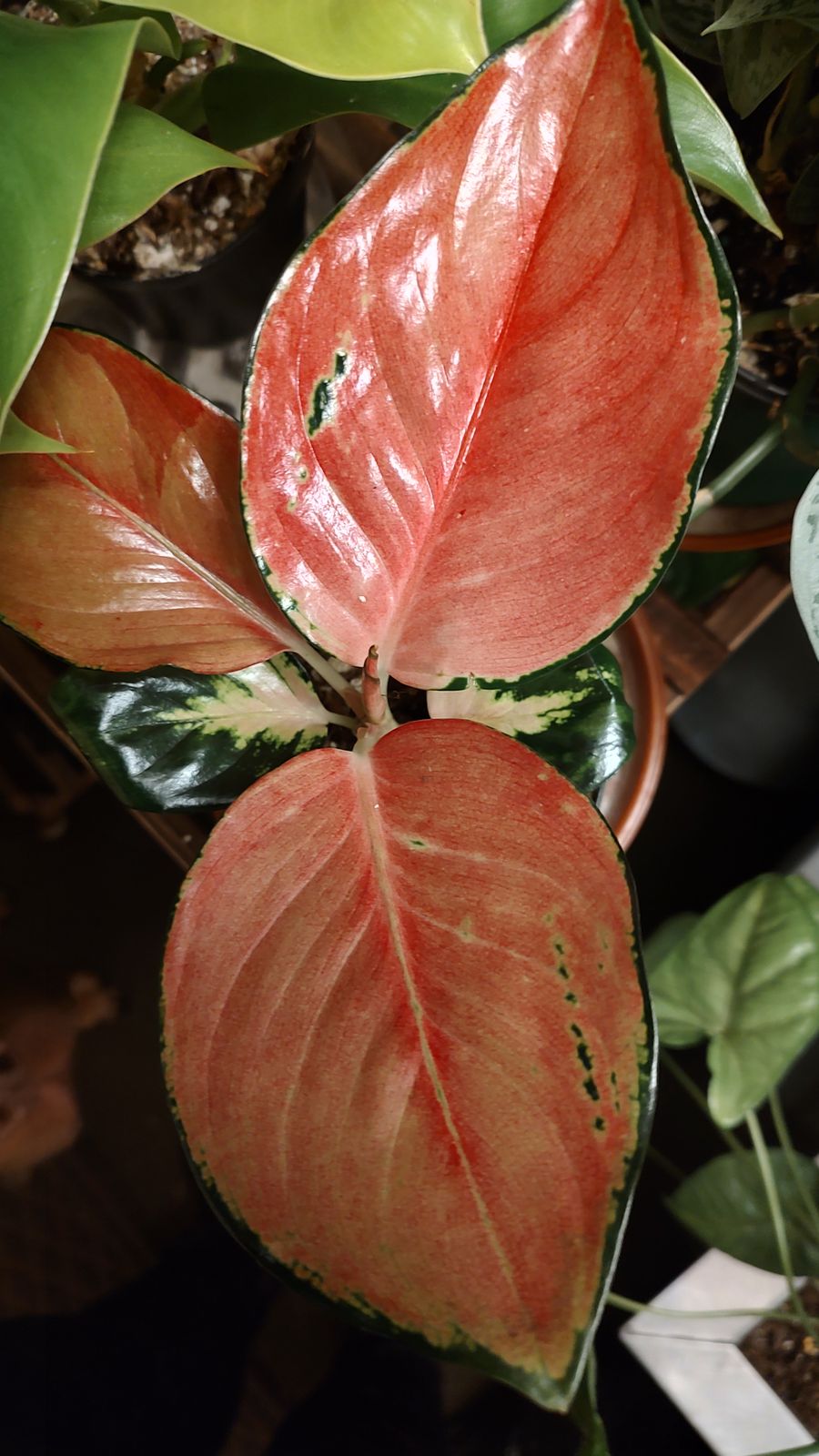 4" Aglaonema 'Red King'  BWH Plant Co
