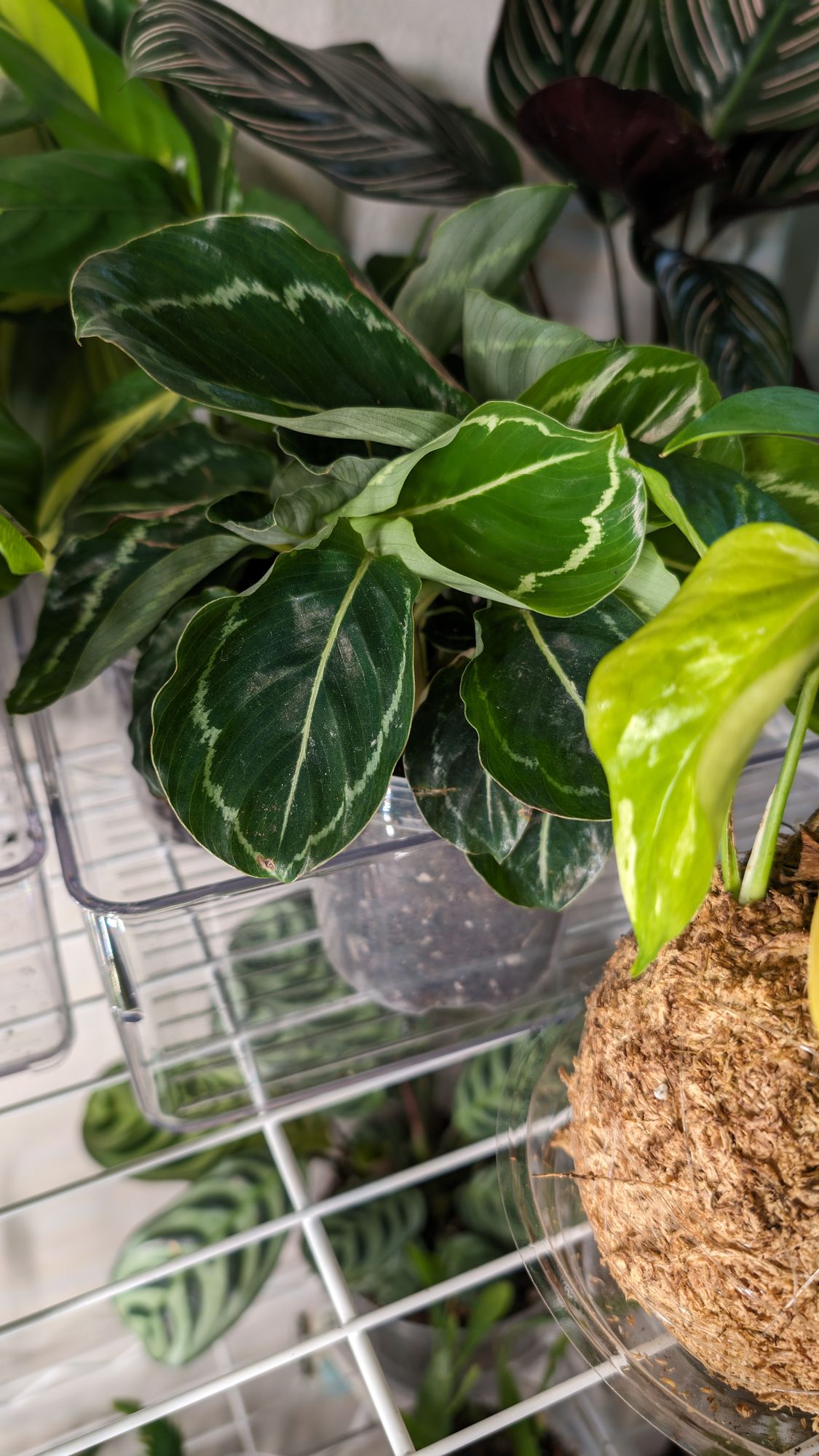 4" Calathea 'Green Goddess'  BWH Plant Co