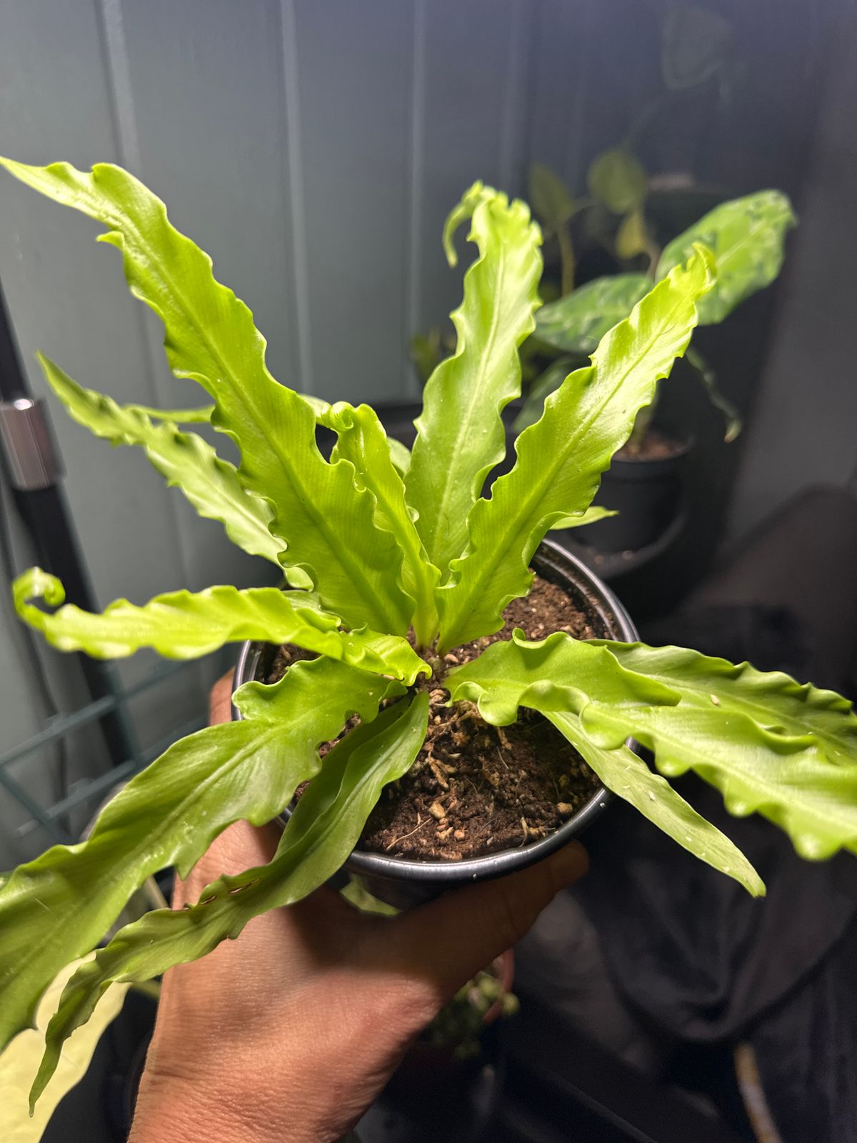 spider house plant Spider Plant 'Bonnie' | Indoor Plant | Tropical Plant | Potted Plant