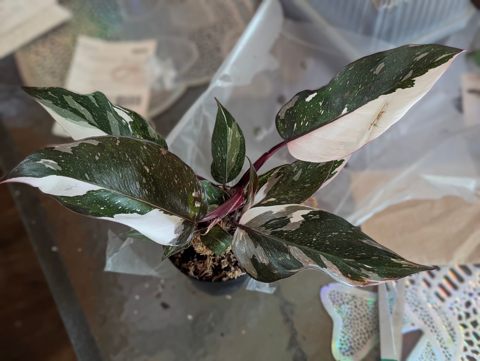 4" Philodendron Red Anderson 'Pink Knight'  BWH Plant Co