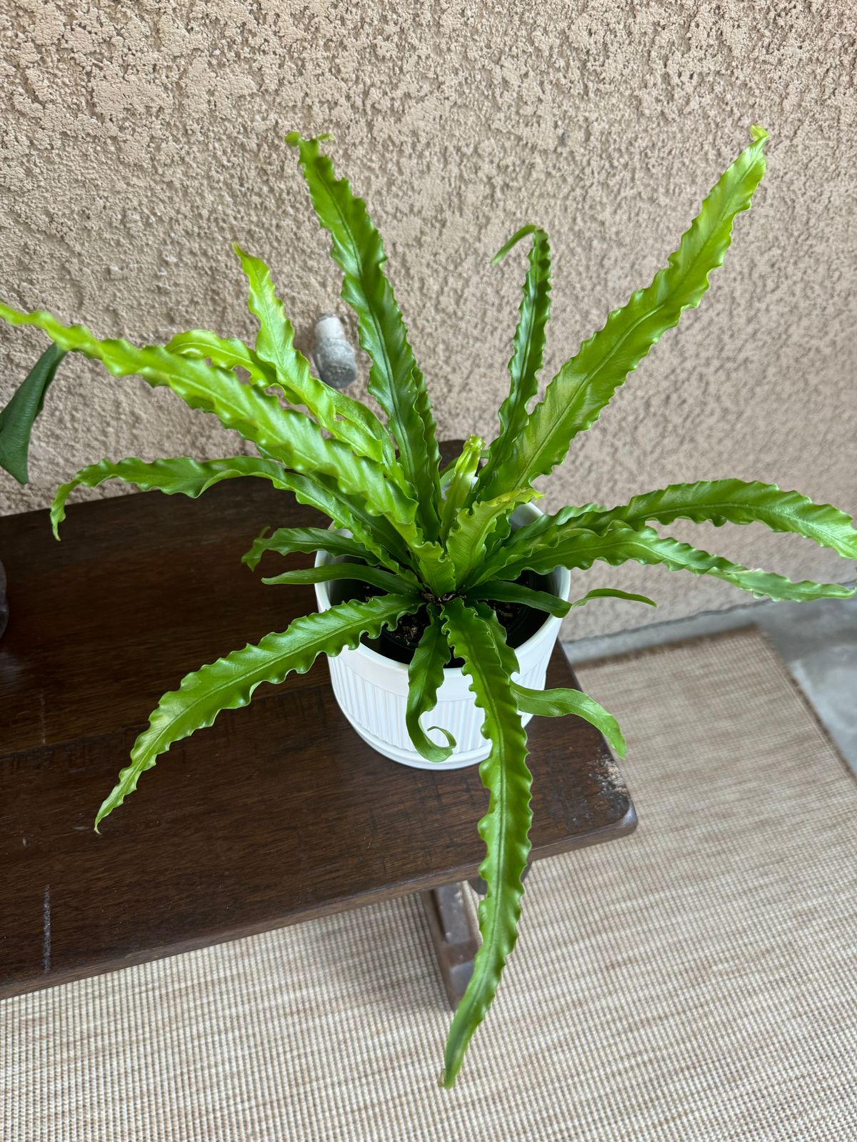 purple praying plant Calathea RattleSnake Prayer Plants main image 1