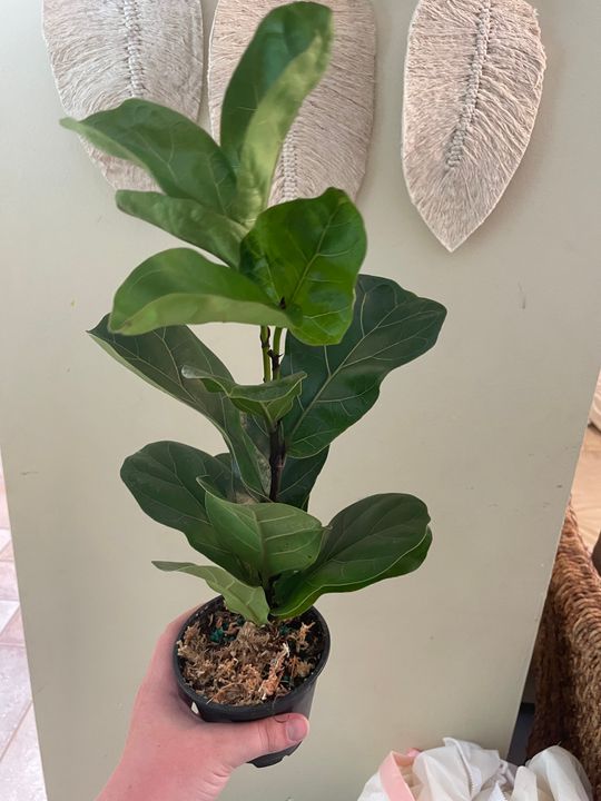 6" Ficus Lyrata 'Bambino'  BWH Plant Co