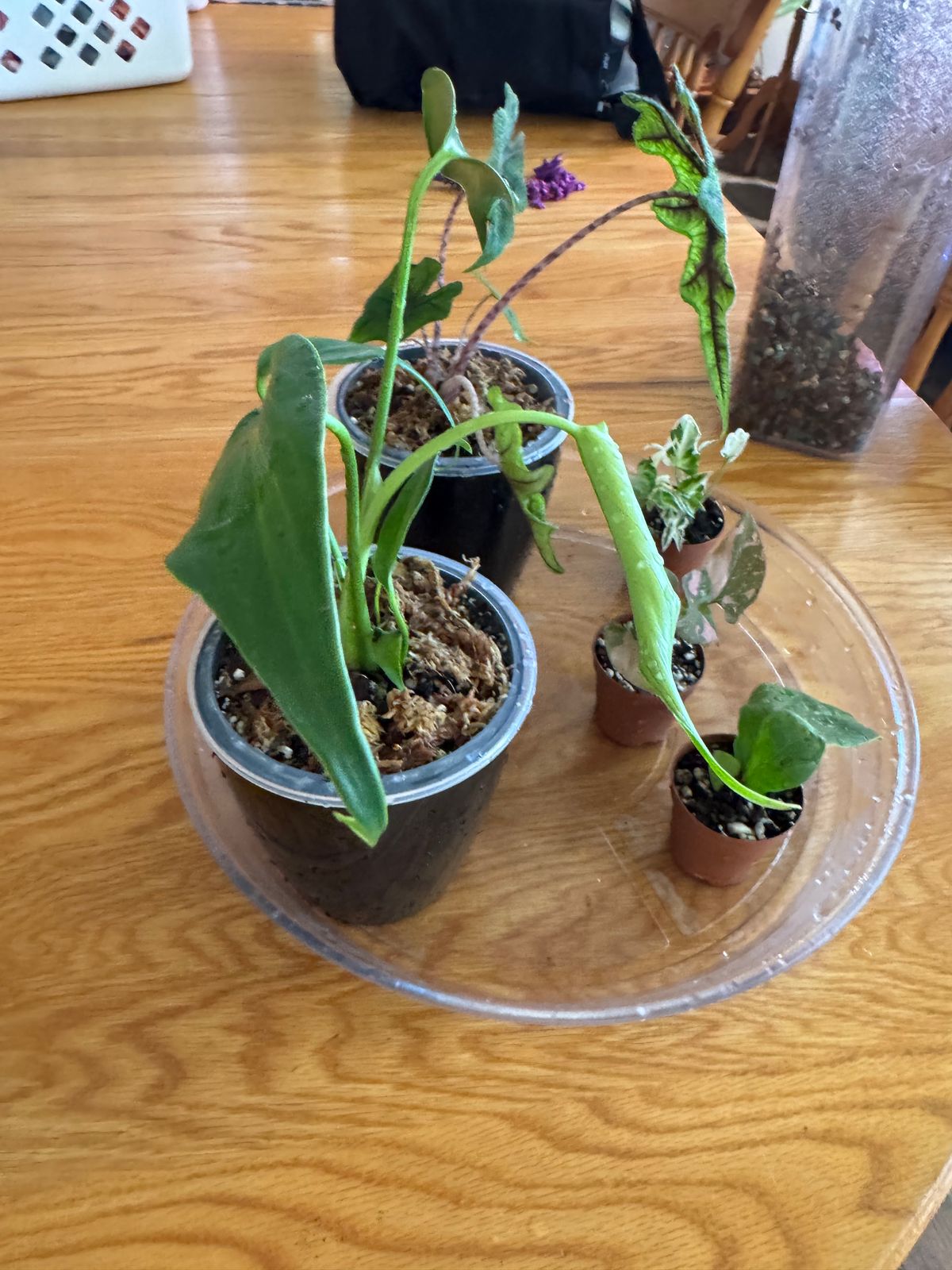 florida green philodendron variegated Philodendron Florida Beauty Variegated main image 1