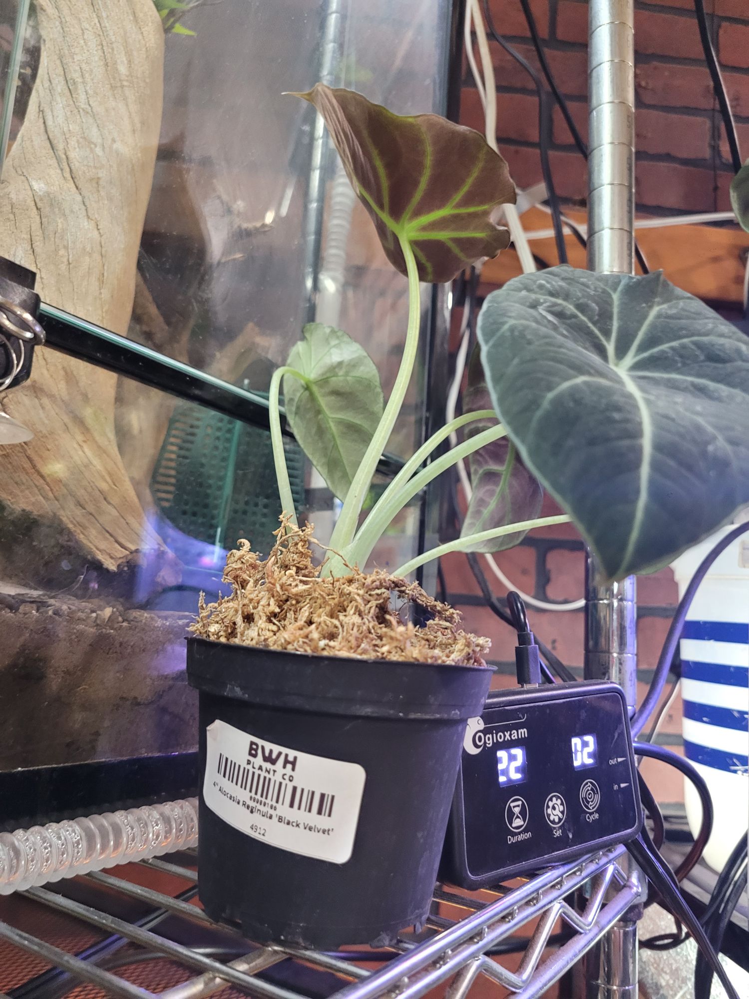 4" Alocasia Reginula 'Black Velvet'  BWH Plant Co