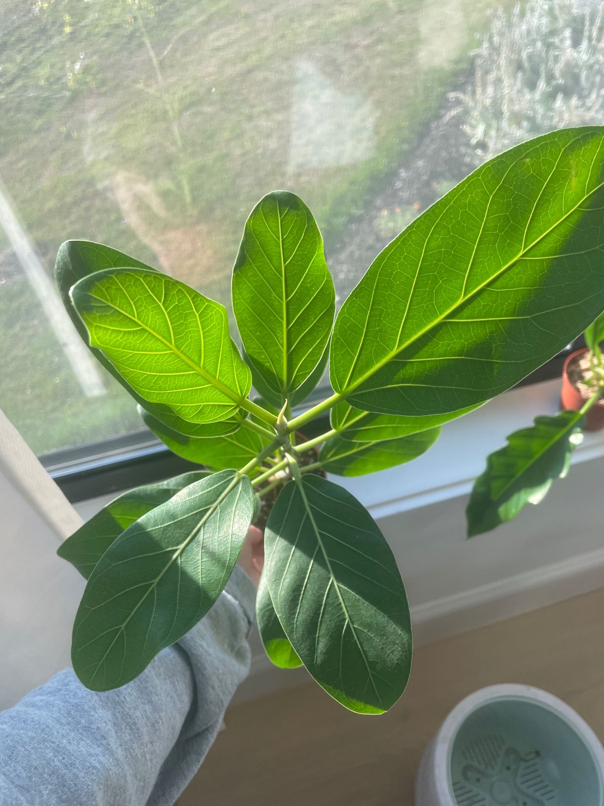 4" Ficus 'Audrey'  BWH Plant Co