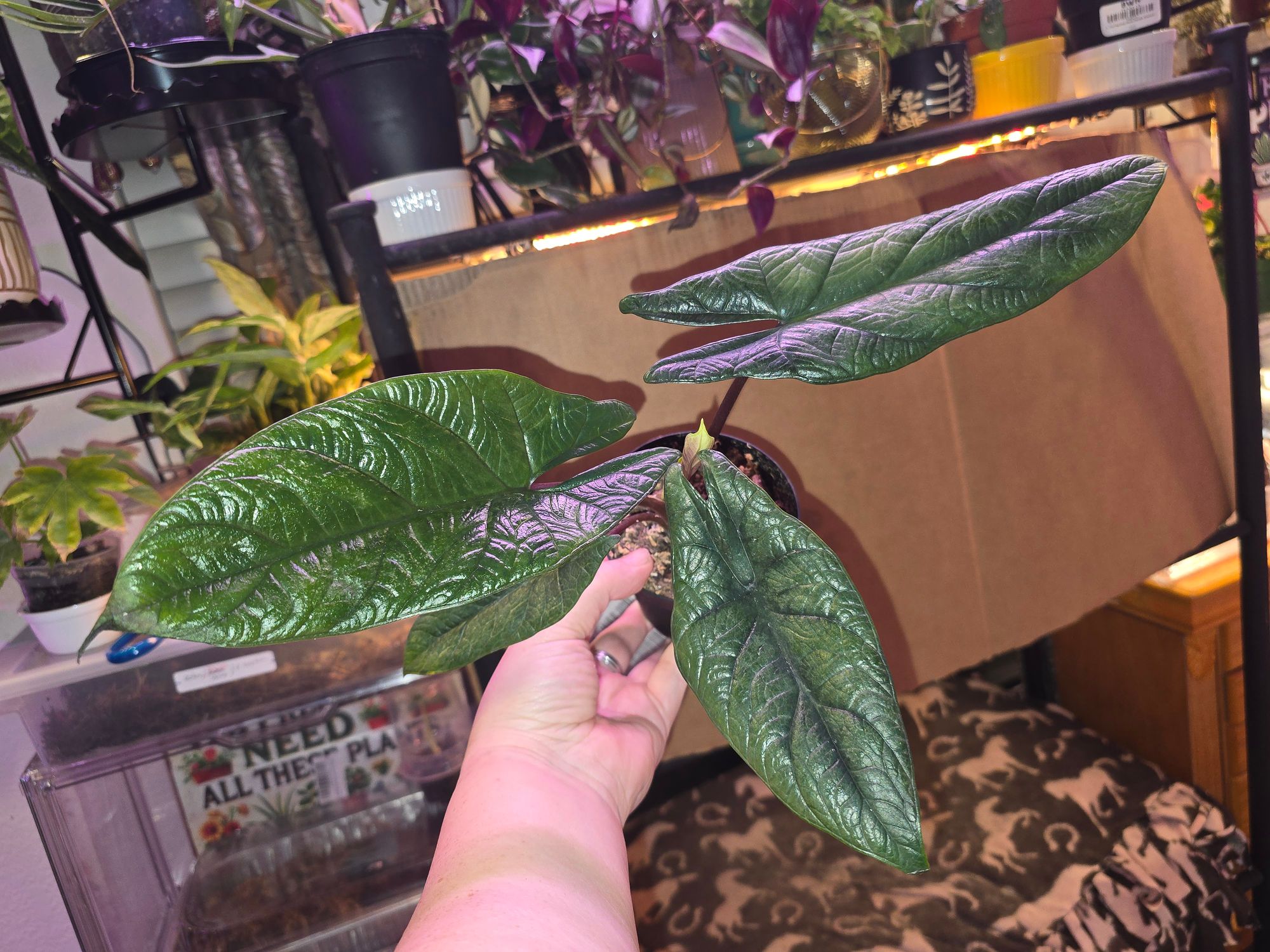 4" Alocasia 'Scalprum'  BWH Plant Co