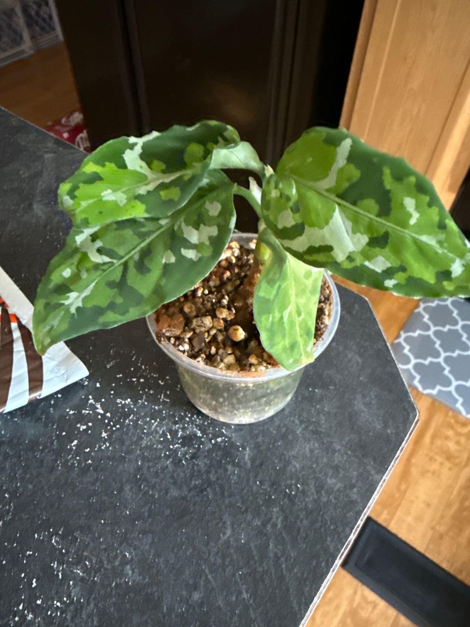 pesticide for house plant Damn Bug! Indoor Plant Pest Spray main image 0