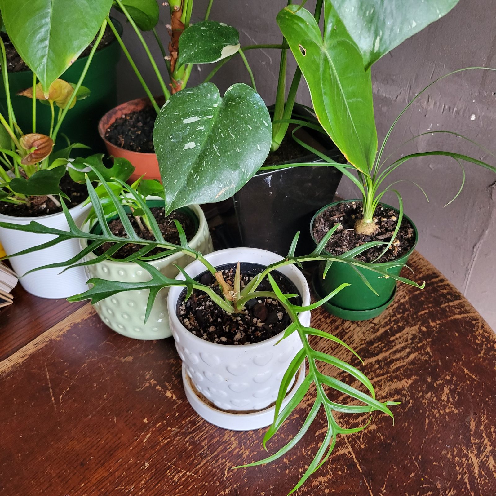 philodendron magnificum Anthurium Magnificum x Waterburyanum main image 0