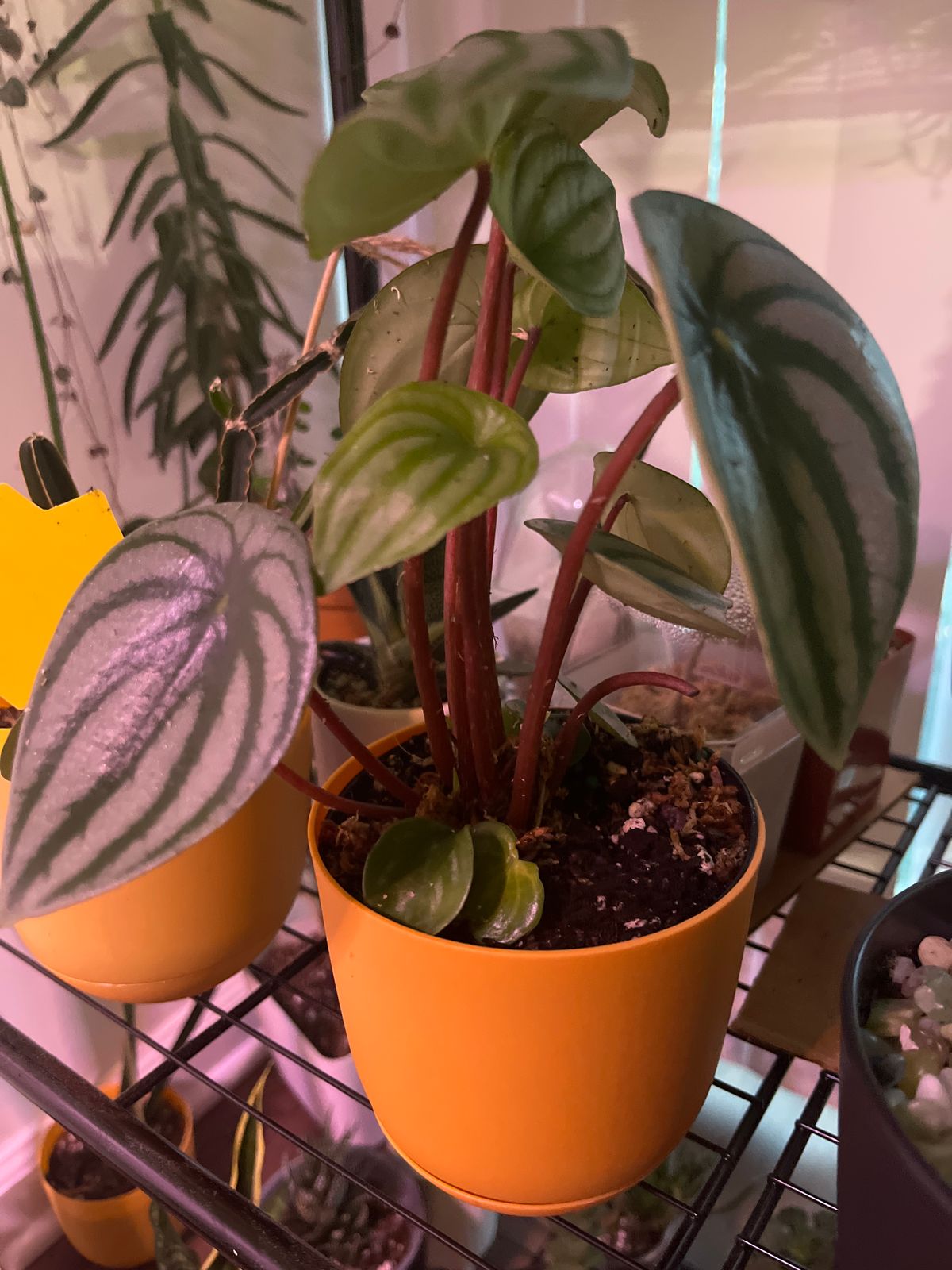 4" Peperomia Argyreia 'Watermelon' - BWH Plant Co.