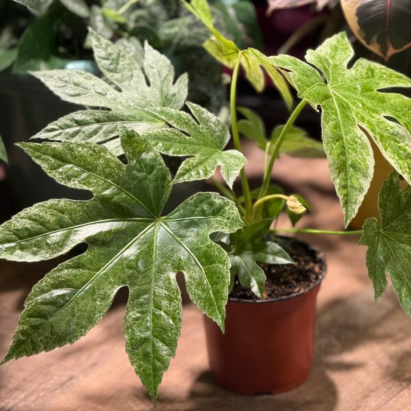 6" Variegated Fatsia 'Japonica' (Spiders Web)