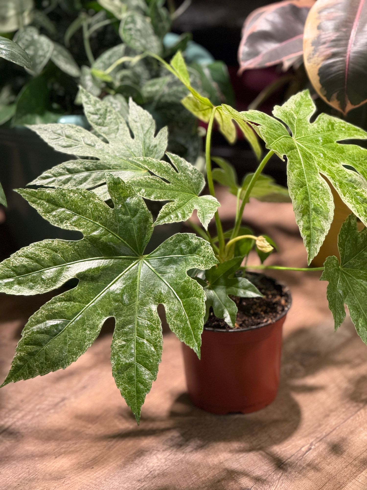 6" Variegated Fatsia 'Japonica' (Spiders Web)  BWH Plant Co