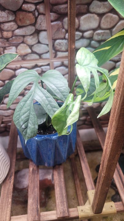 philodendron melanochrysum gelbe bltter Kaufen Sie Philodendron Glorious  Topfgre 12  pflegeleichte  Zimmerpflanze mit groen herzfrmigen Blttern  Plantlovers