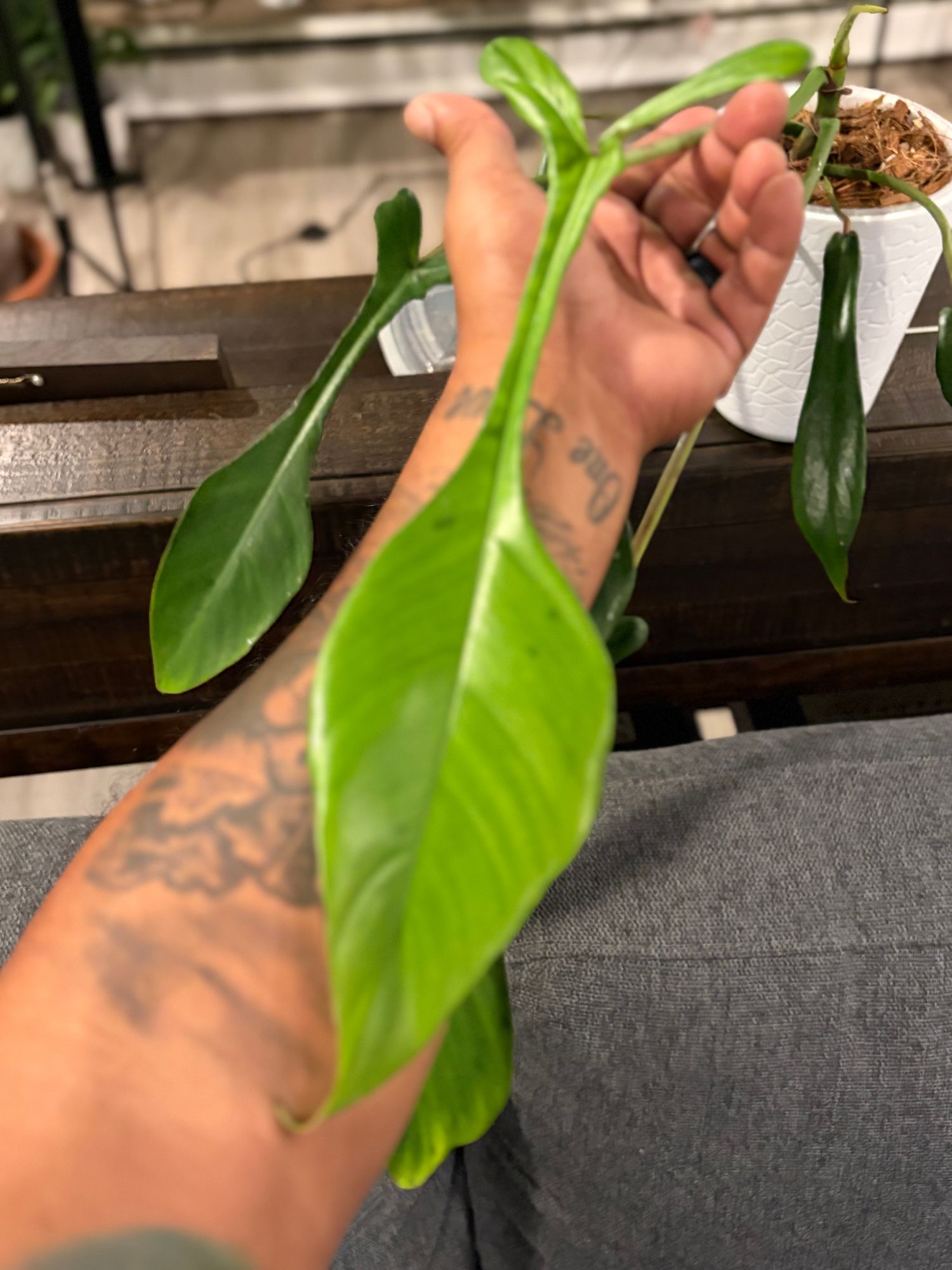 philodendron crystallinum Anthurium crystallinum