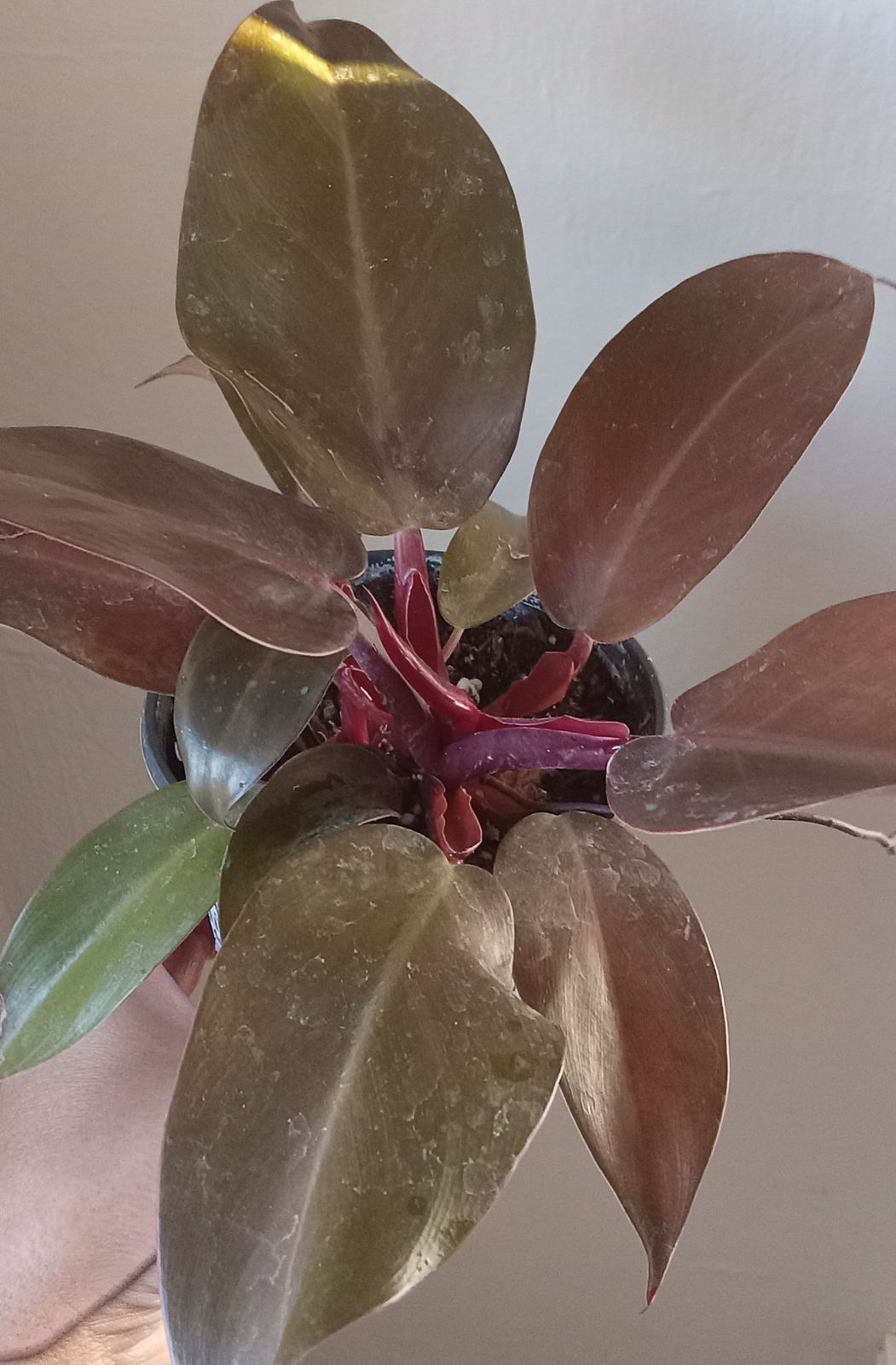 4" Philodendron 'Sun Red'  BWH Plant Co