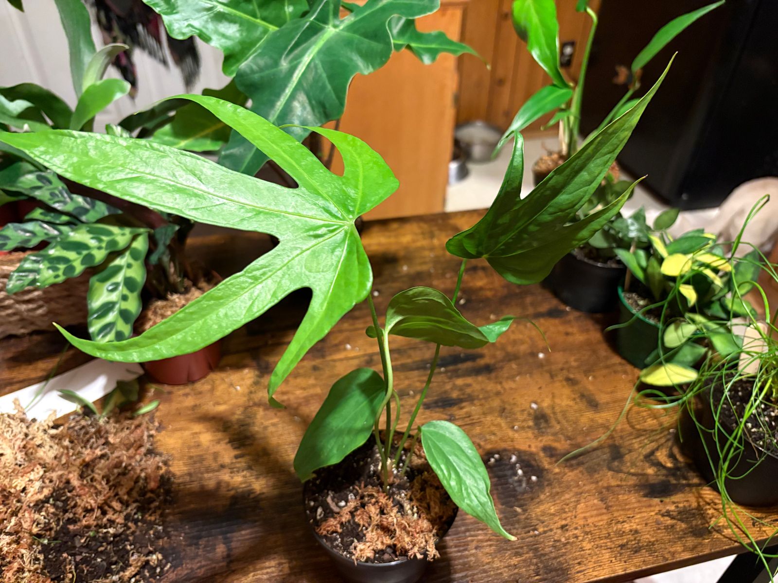 4" Anthurium 'Fingers'  BWH Plant Co