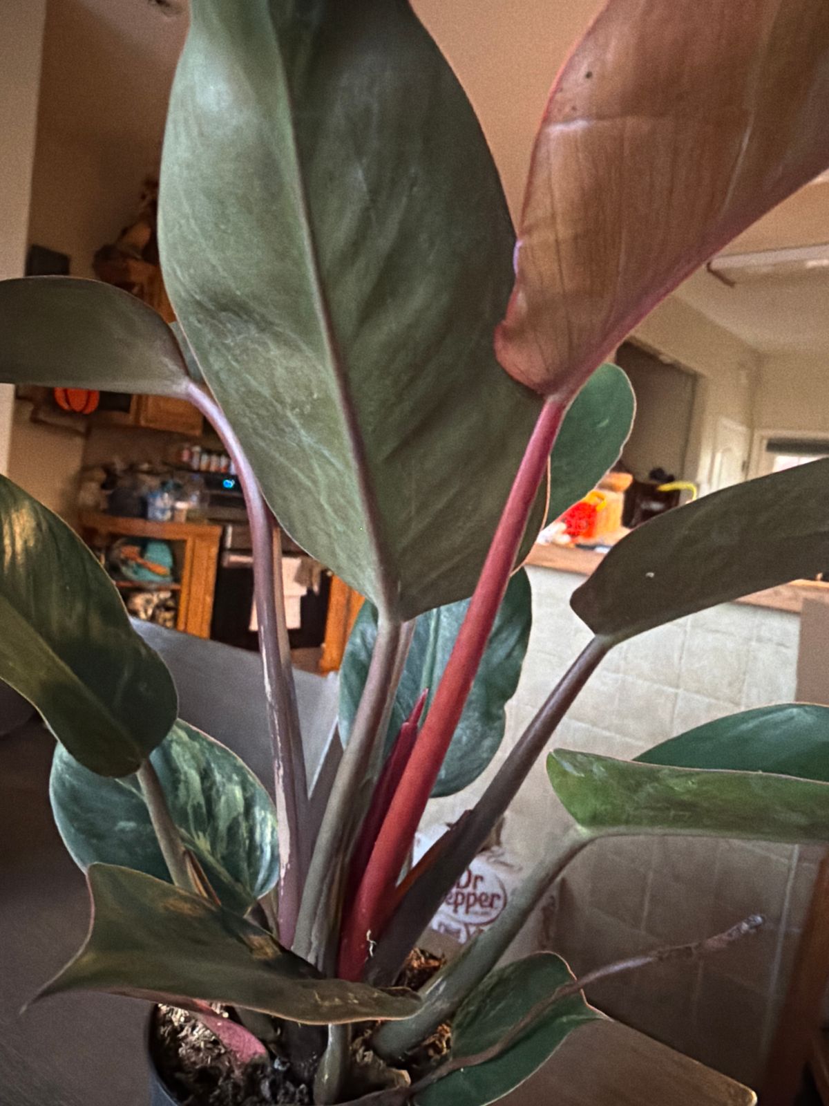 6" Philodendron 'Rojo Congo'  BWH Plant Co