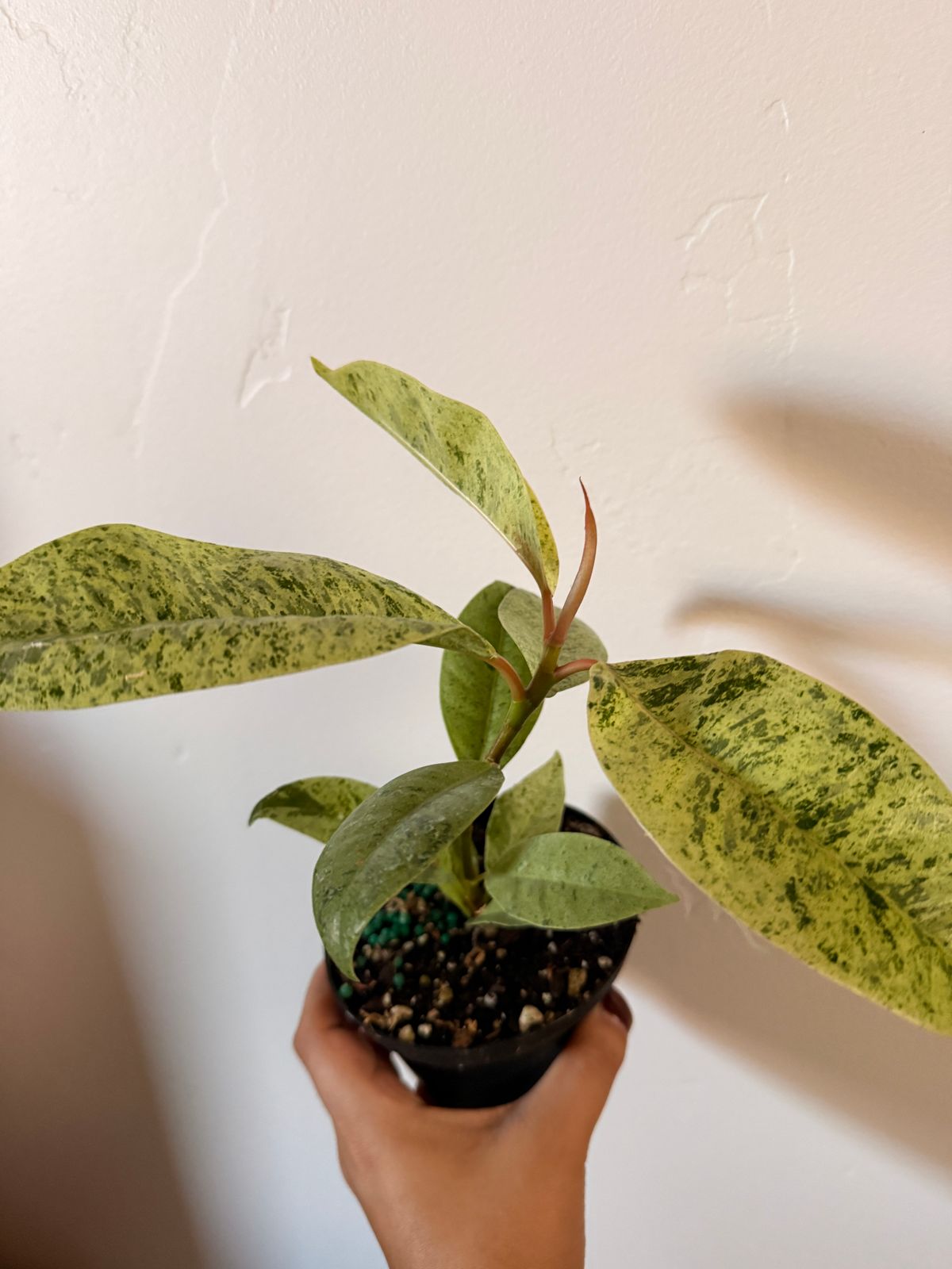 4" Ficus 'Shivereana'  BWH Plant Co