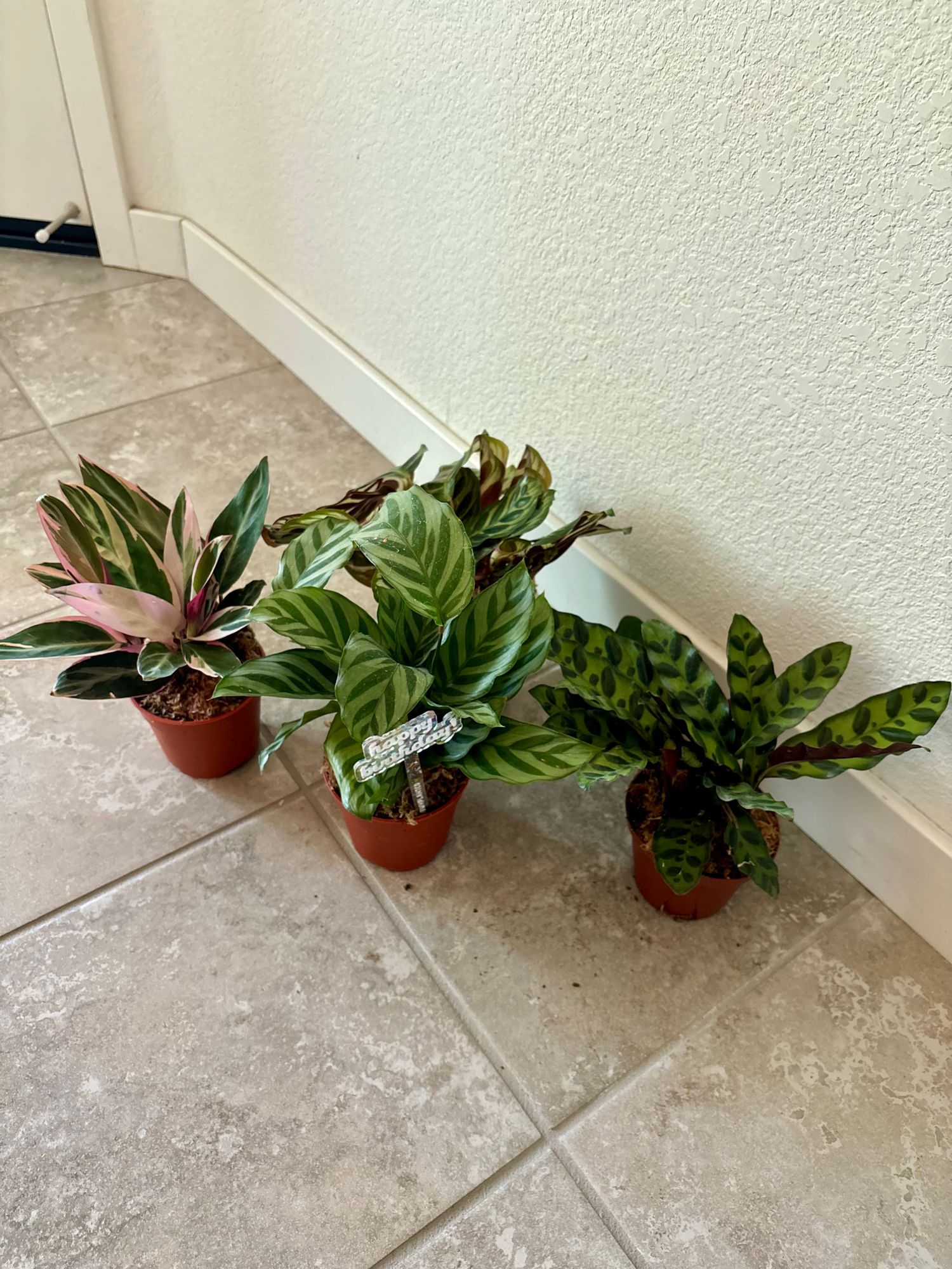 4" Calathea 'Freddie'  BWH Plant Co